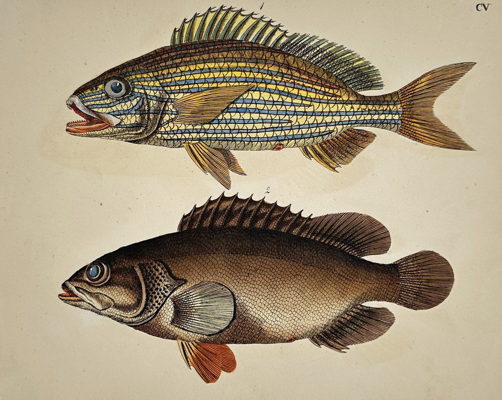 Friedrich Justin Bertuch – Ichthyological Illustration of a Grunt and a Grouper (1 of 2)
