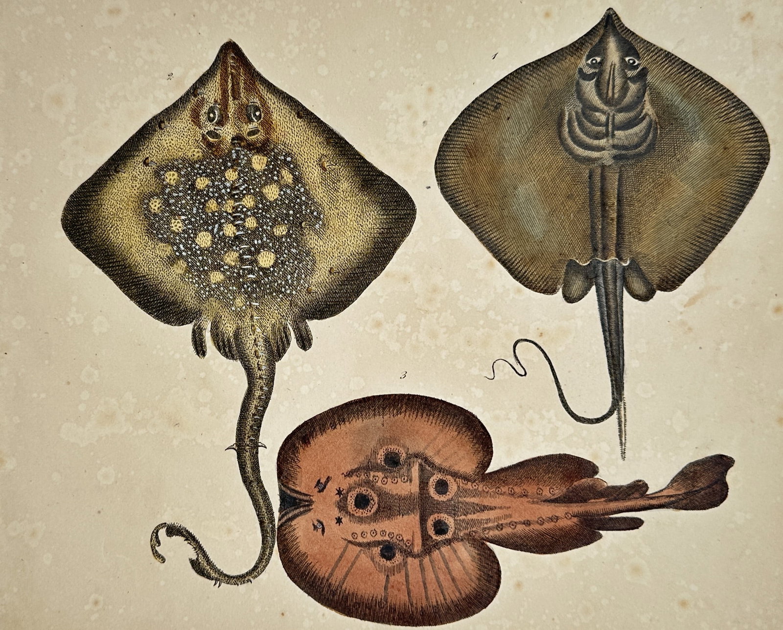 Friedrich Justin Bertuch – Ichthyological Illustration of Rays and an Electric Ray (1 of 2)