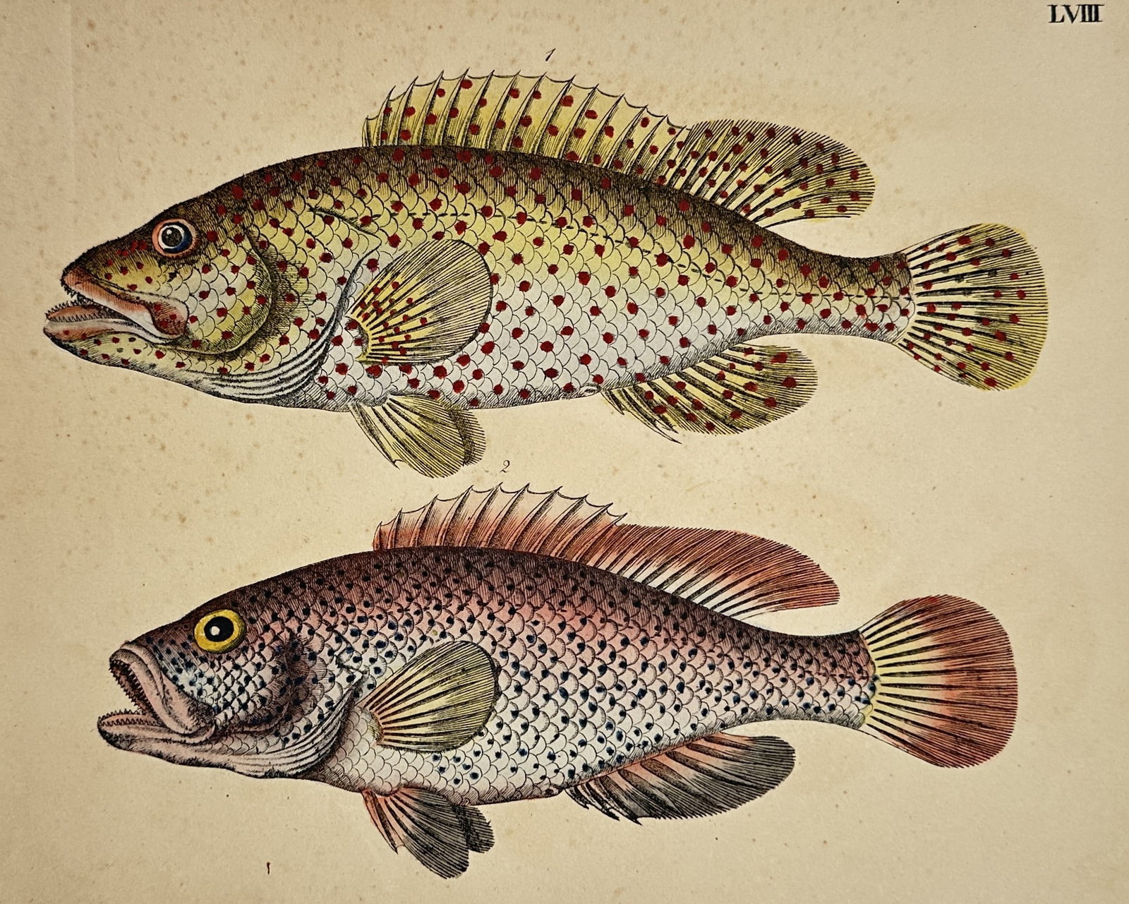 Friedrich Justin Bertuch – Ichthyological Illustration of a Wrasse and a Rockfish: "Bilderbuch für Kinder" features two distinct fish specimens oriented in profile against a neutral background. The upper figure illustrates a yellow-green wrasse variety densely covered with small re