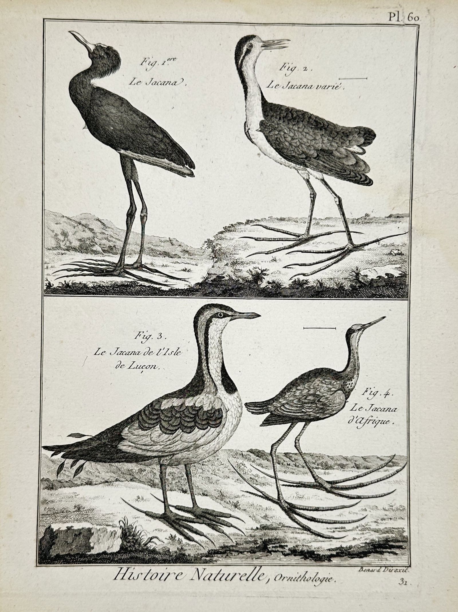 Robert Bénard – Ornithological Illustration of Jacanas – Engraving (circa 1780) (1 of 2)