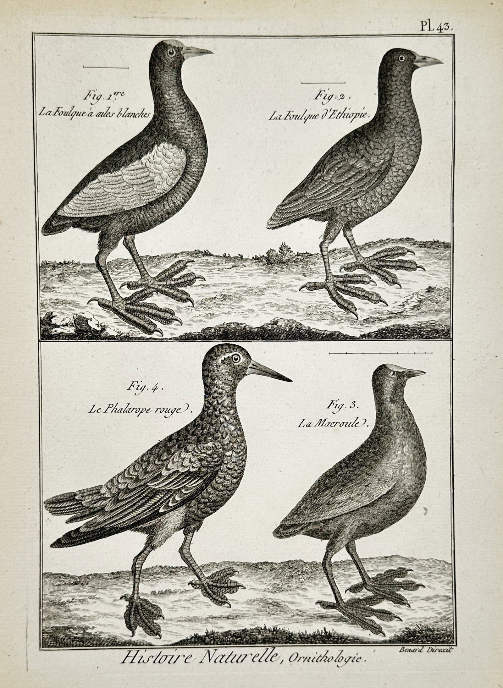 Robert Bénard – Ornithological Illustration of Coots, a Coot-footed Bird, and a Phalarope – (1 of 2)