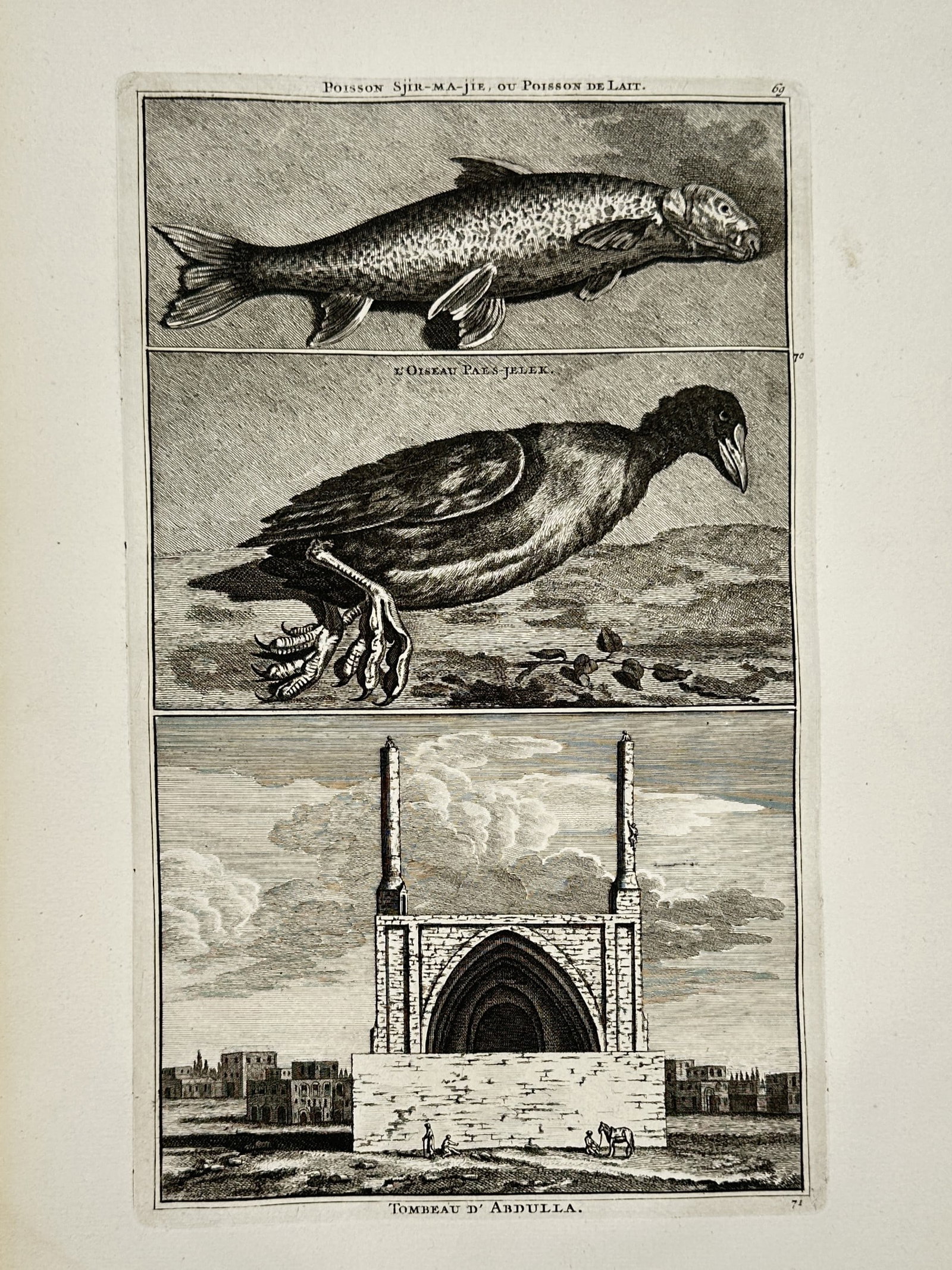 Cornelis de Bruyn – Composite Natural History and Architectural Illustration – Engraving (1711) (1 of 2)