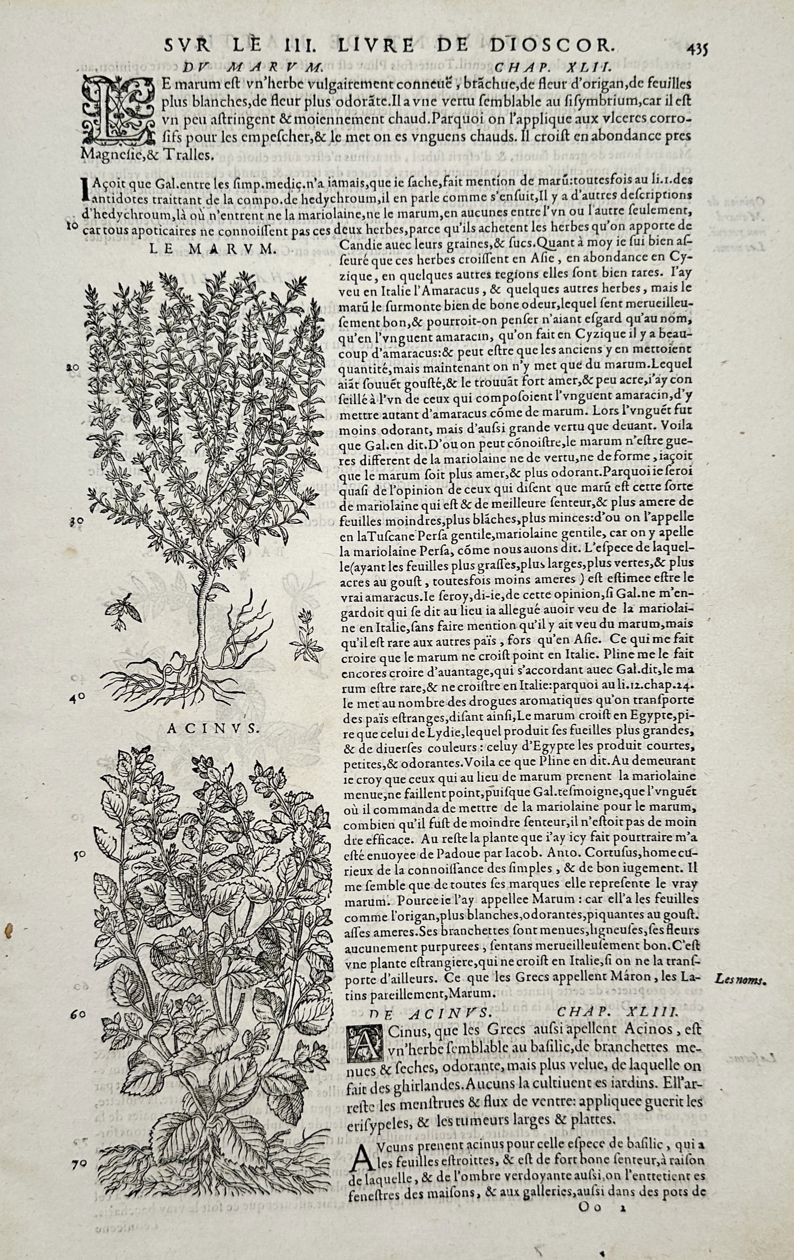Pietro Andrea Mattioli – Botanical Illustration of Marum and Acinus – Woodcut (1572): "Svr le III. Livre de Dioscor." features two large, detailed botanical woodcuts arranged vertically within a column of French text printed in elegant Roman and italic typefaces. The upper woodcut illu