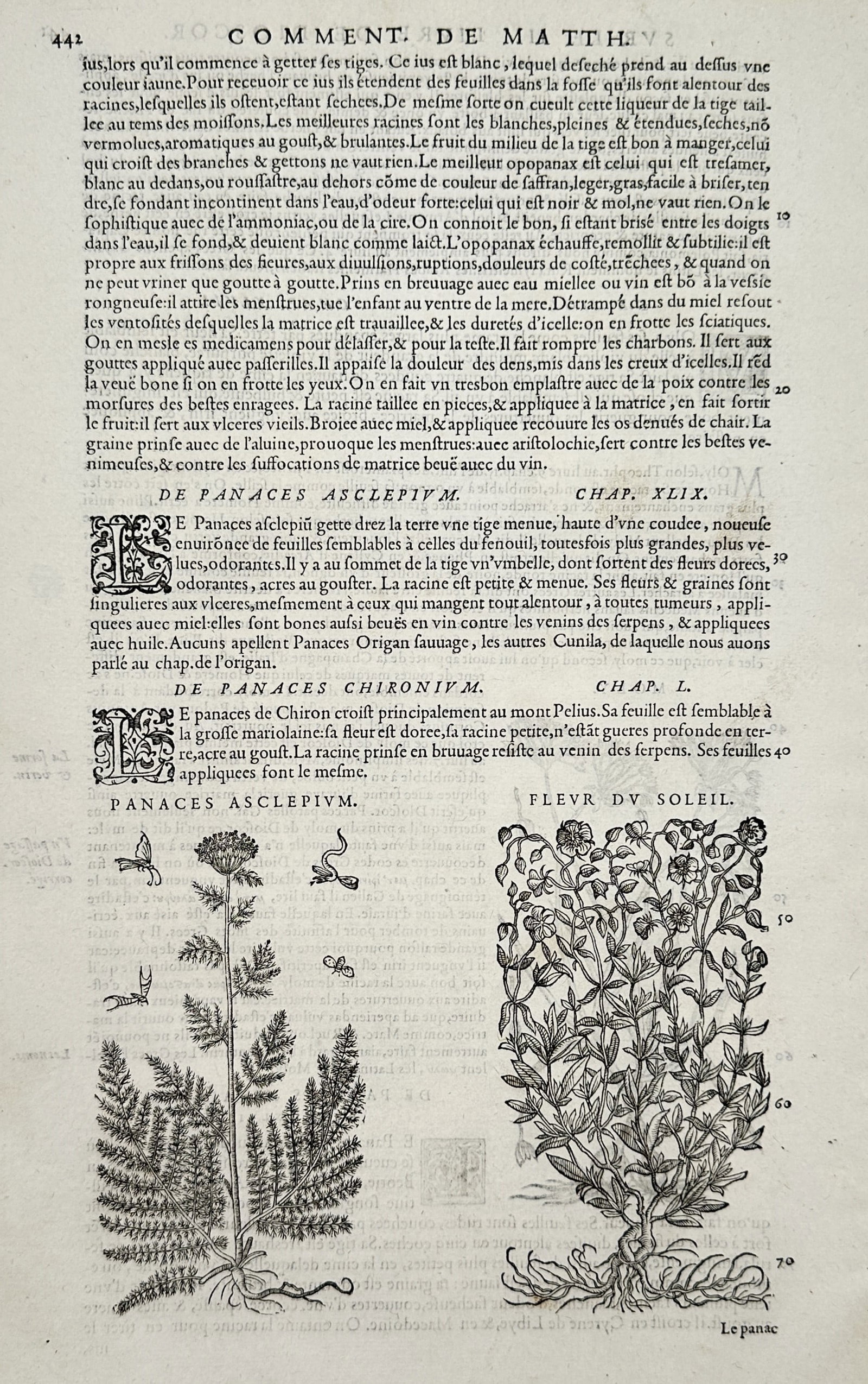 Pietro Andrea Mattioli – Botanical Illustration of Panaces Asclepium and Fleur du Soleil –: "Comment. de Matthiole" features two detailed botanical woodcuts arranged horizontally at the bottom of a page of French text printed in Roman and italic typefaces. The left woodcut illustrates "Panac