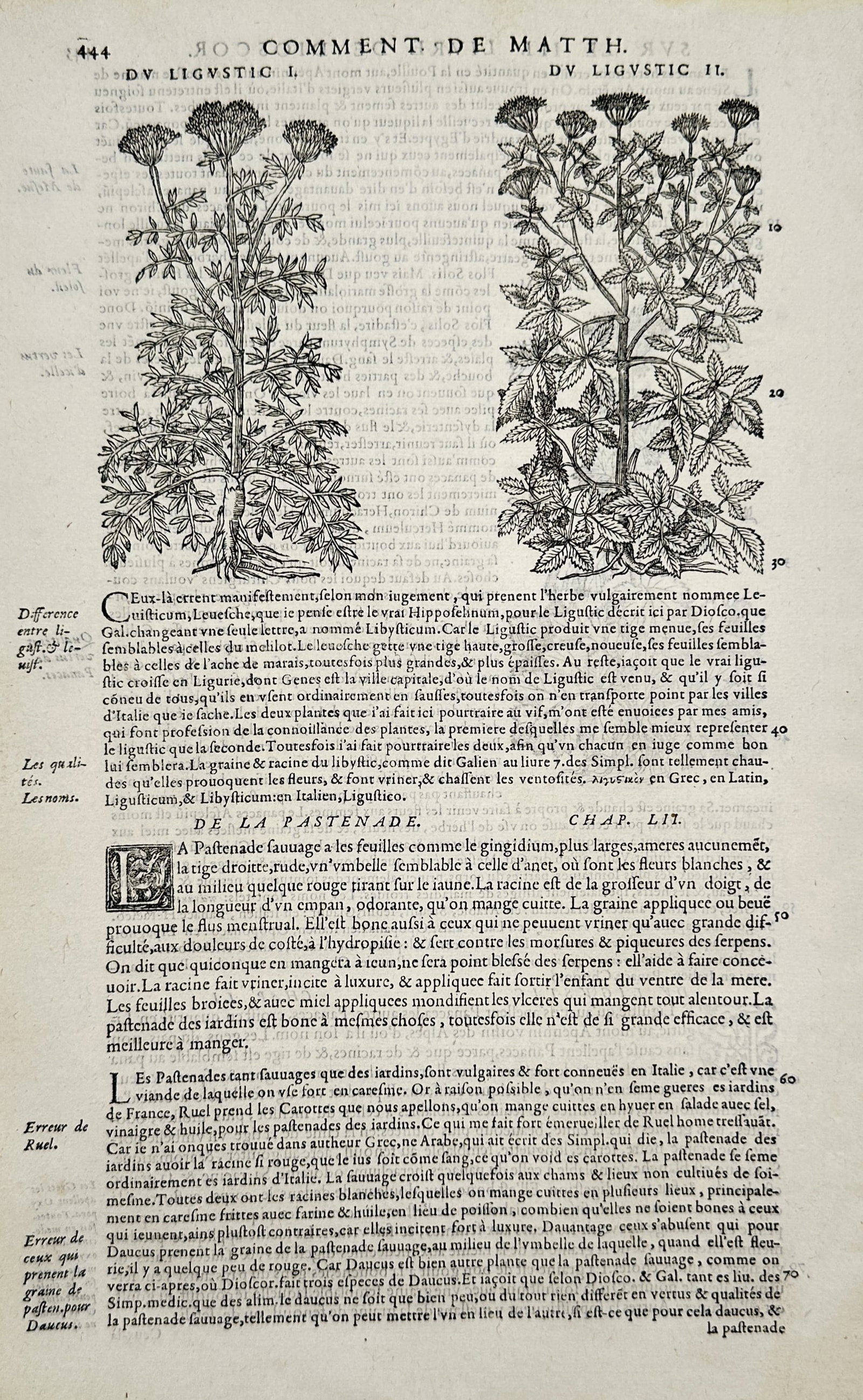 Pietro Andrea Mattioli – Botanical Illustration of Ligustic I and II – Woodcut (1572): "Svr dv Ligvstic" features two large, detailed botanical woodcuts arranged horizontally at the top of a page of French text printed in Roman and italic typefaces. The left woodcut illustrates the firs