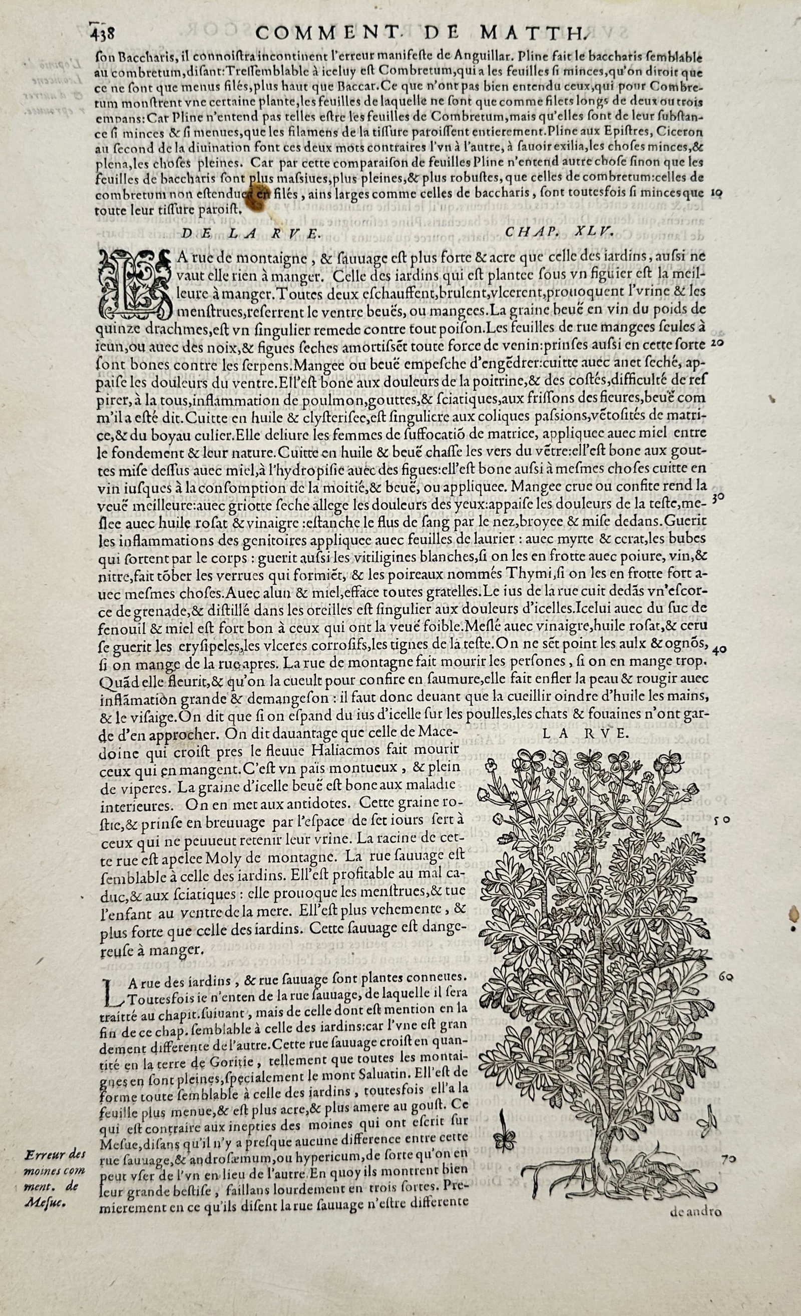 Pietro Andrea Mattioli – Botanical Illustration of Rue – Woodcut (1572): "De la Rve" features a detailed botanical woodcut positioned in the lower right portion of a page of French text printed in Roman and italic typefaces, initiated by a decorative woodcut letter at the 