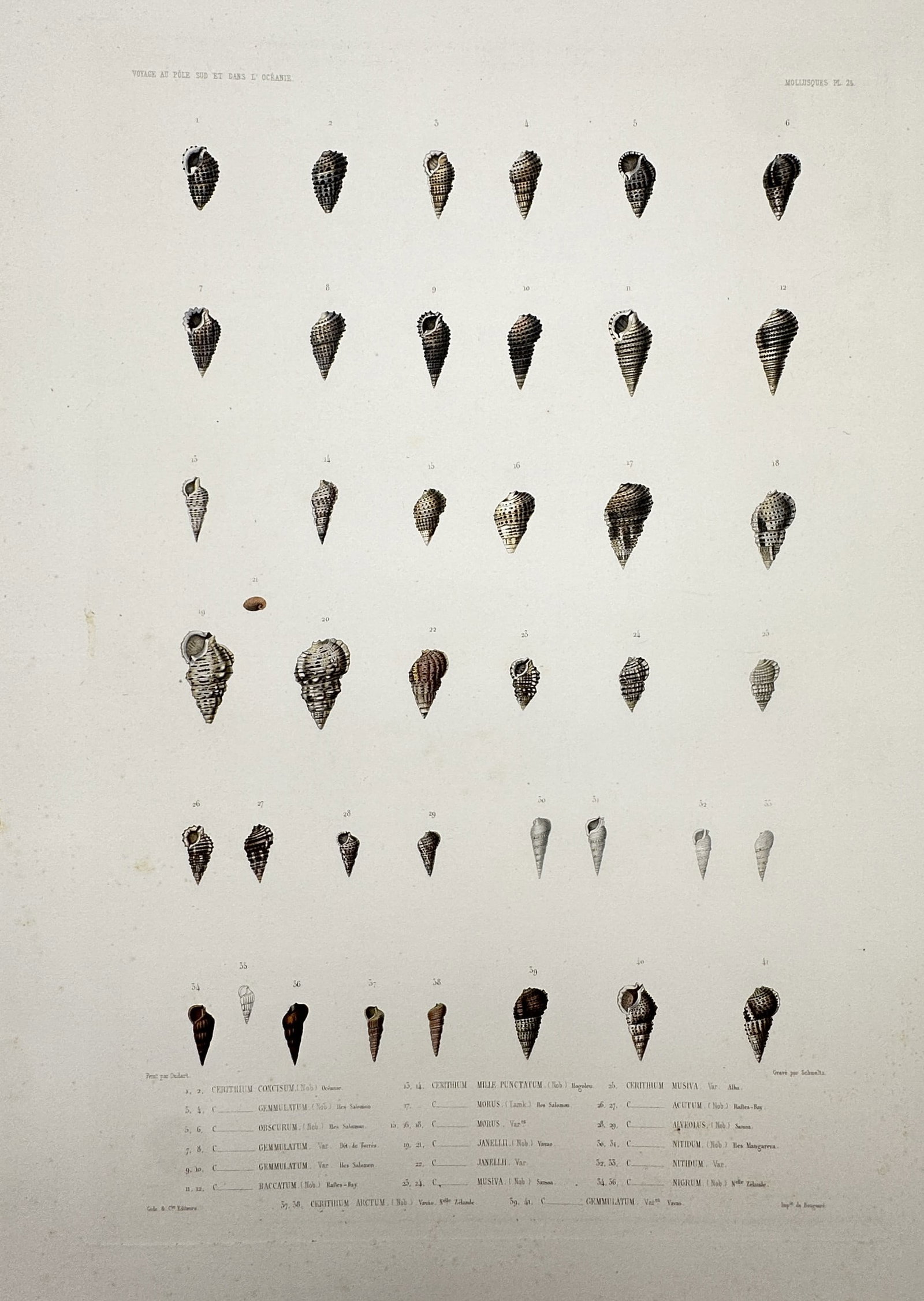 Casimir Gide – Studies of Cerithium and Related Sea Shells – Hand-coloured engraving (1842) (1 of 2)