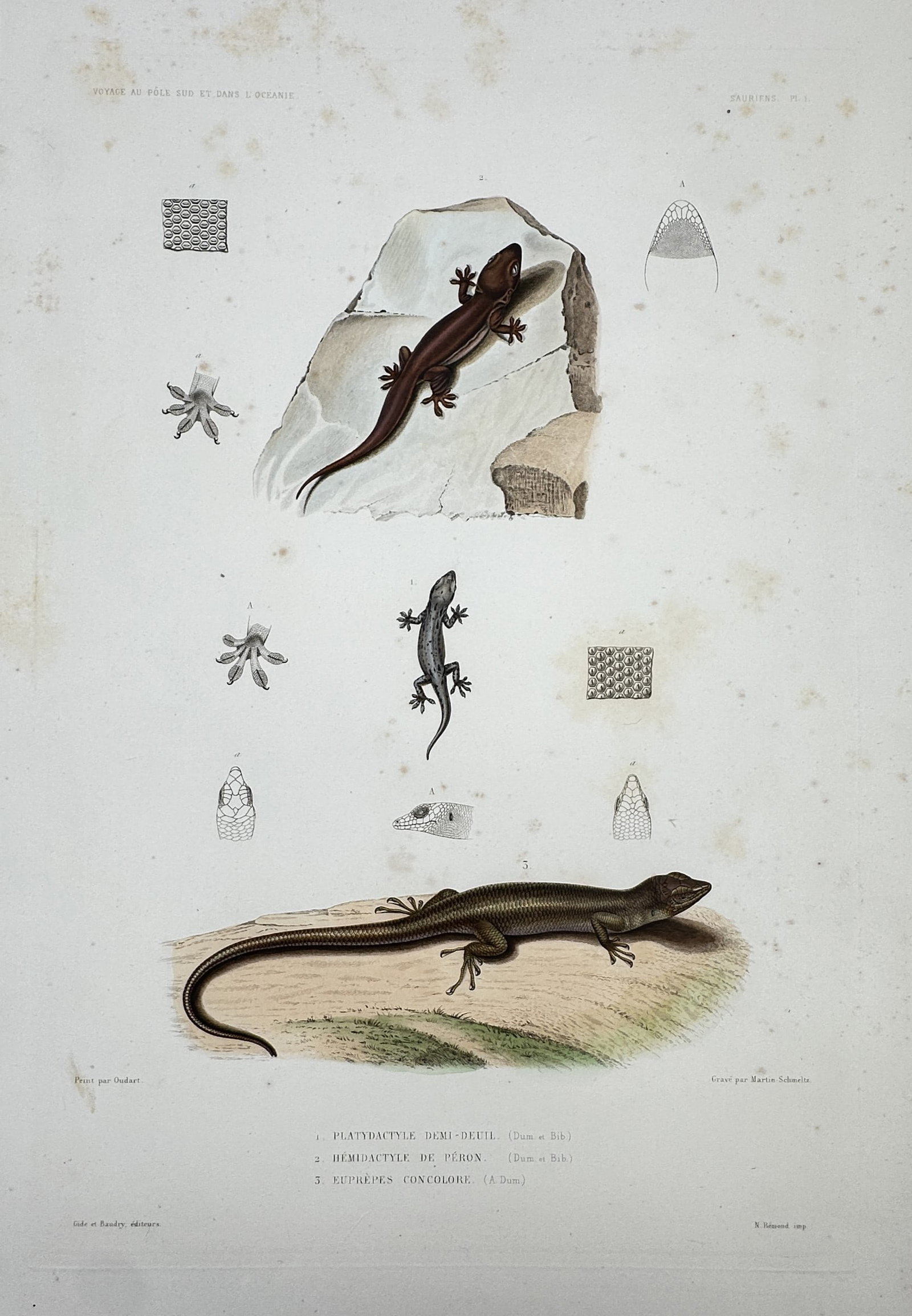Casimir Gide – Studies of Geckos and Skinks (Platydactylus, Hemidactylus, and Euprepes) (1 of 2)