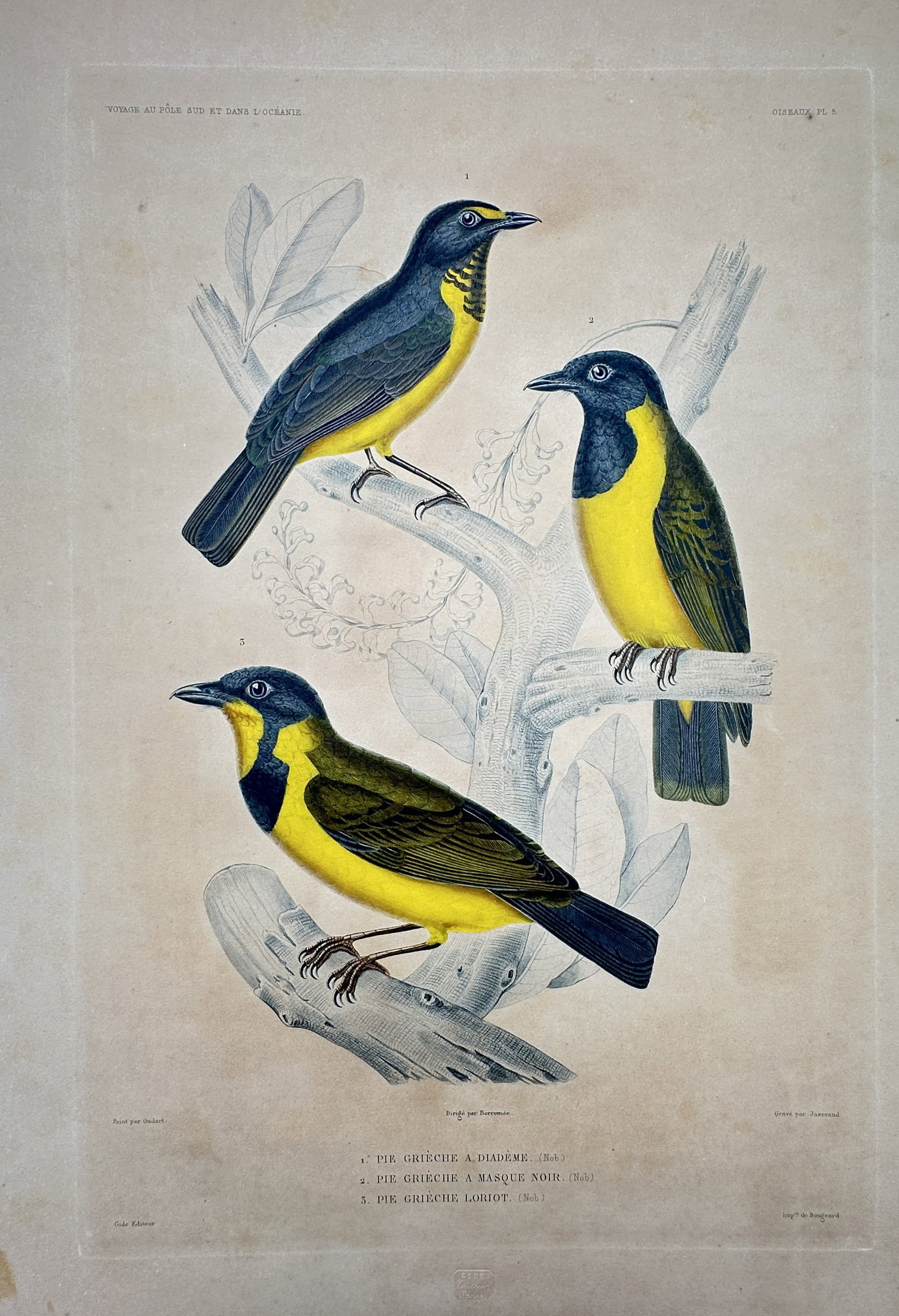 Casimir Gide – Three Species of Cuckooshrikes and Whistlers – Hand-coloured engraving (1842) (1 of 2)
