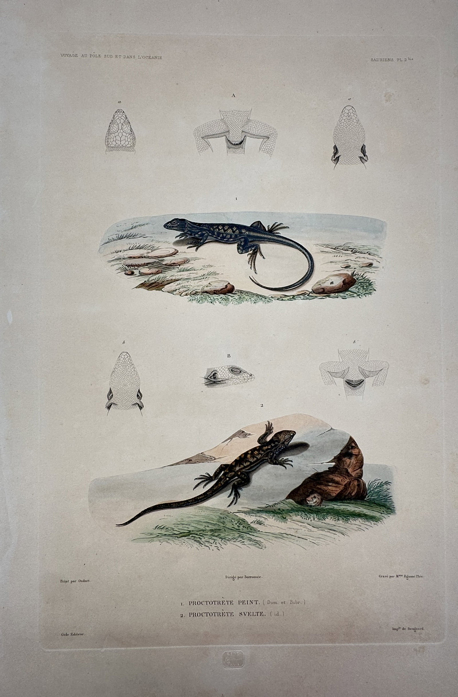 Casimir Gide – Studies of Proctotretus Lizards – Hand-coloured engraving (1842) (1 of 2)