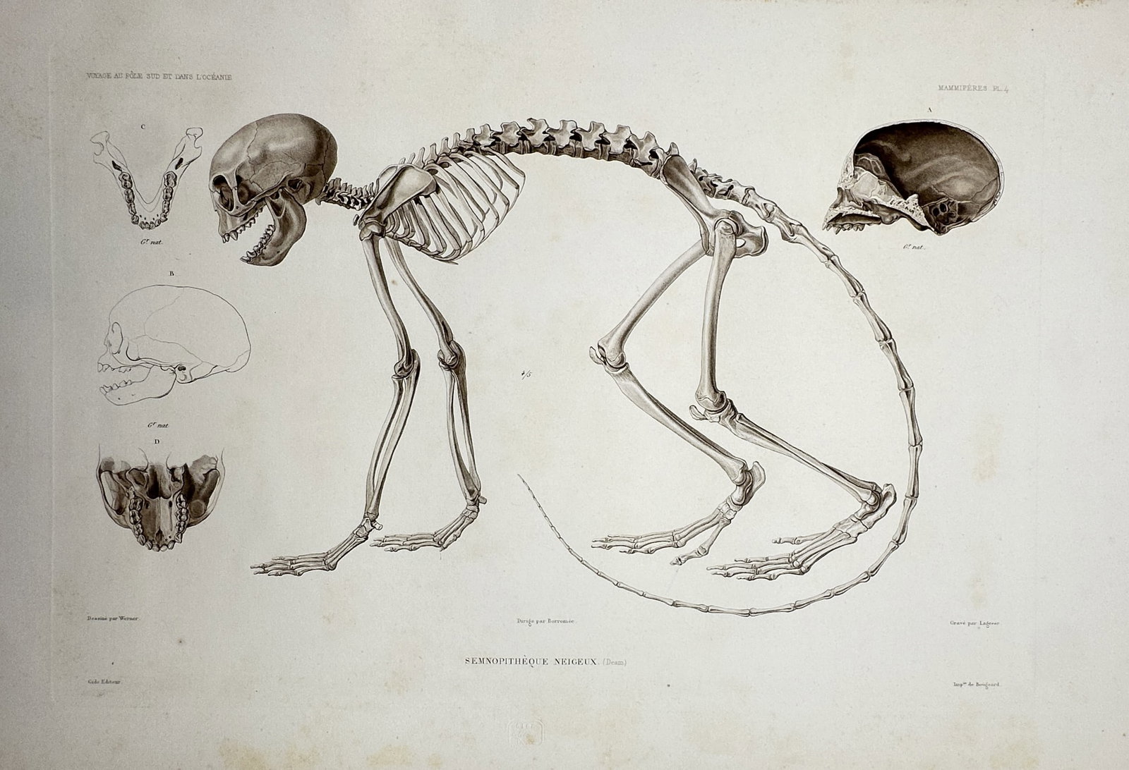 Casimir Gide – Skeleton of a Silvered Leaf Monkey – Engraving (1842) (1 of 2)