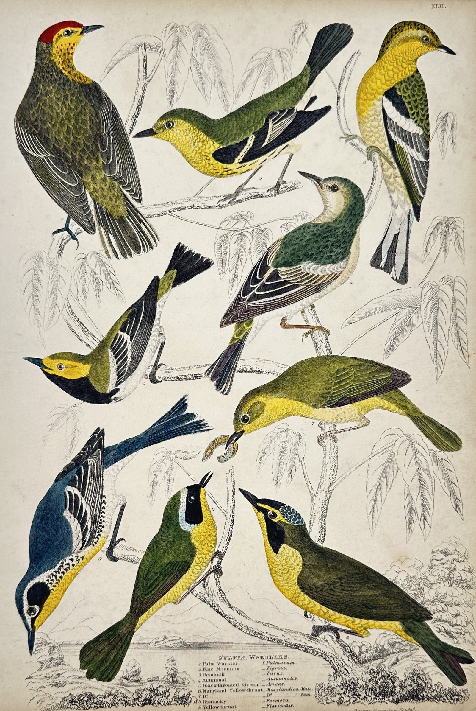 Alexander Wilson (1766–1813) – Natural History Study of Sylvia Warblers – Hand-coloured (1 of 2)