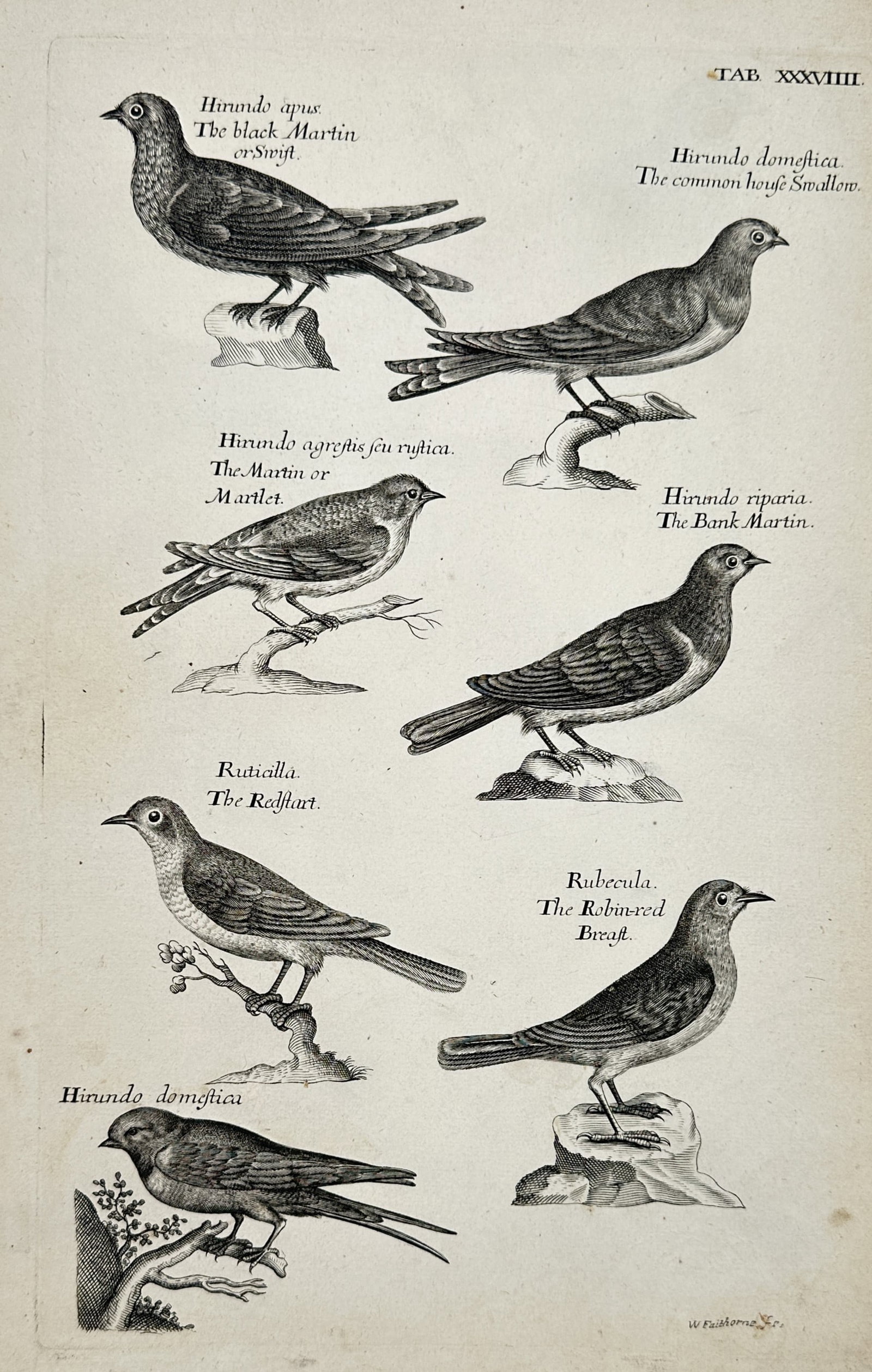 Francis Willughby (1635–1672) – Natural History Study of Swallows and Songbirds – Engraving (1 of 2)
