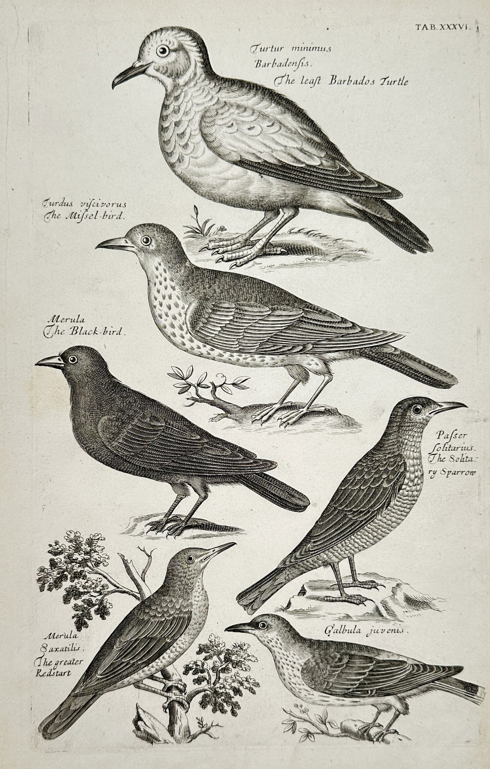 Francis Willughby (1635–1672) – Natural History Study of the Miffel Bird, Blackbird, and Other: "Turtur minimus" features a detailed zoological collection of six birds arranged vertically across a neutral background ground. The composition displays a large dove identified as the least Barbados t