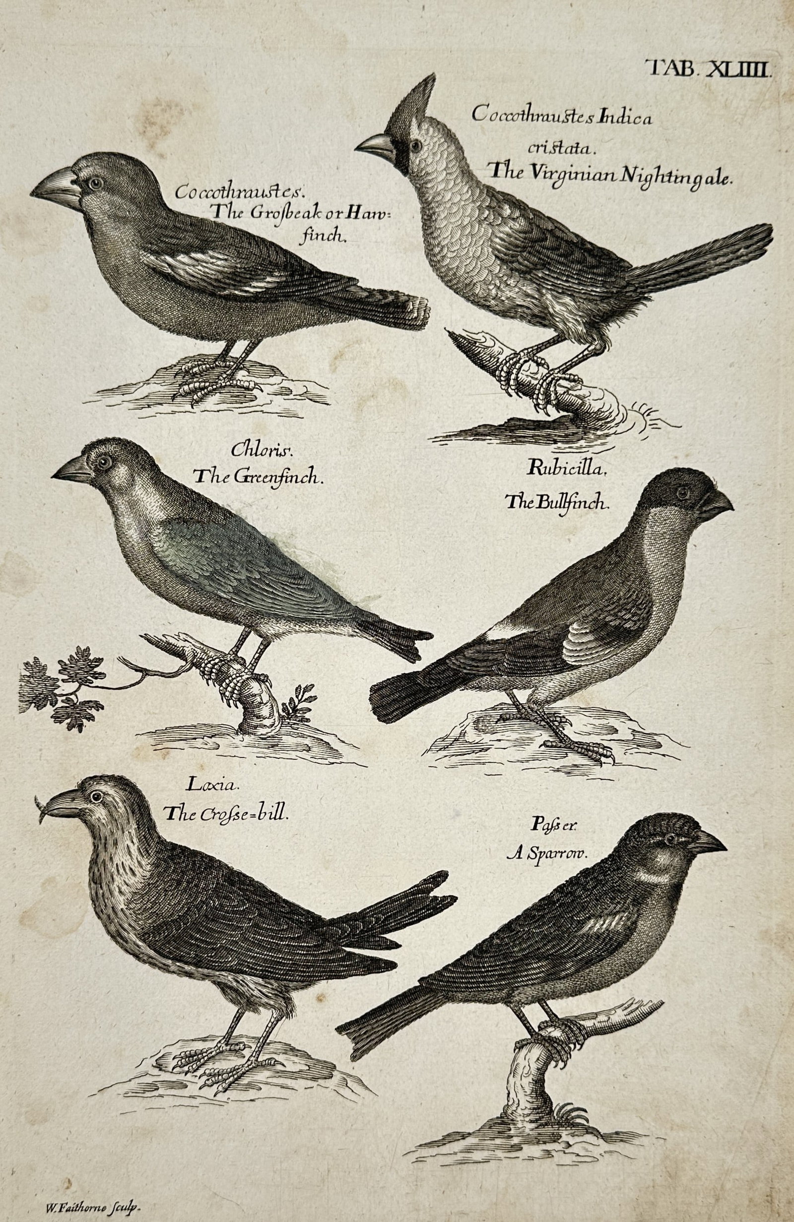 Francis Willughby (1635–1672) – Natural History Study of the Virginian Nightingale, Bullfinch (1 of 2)