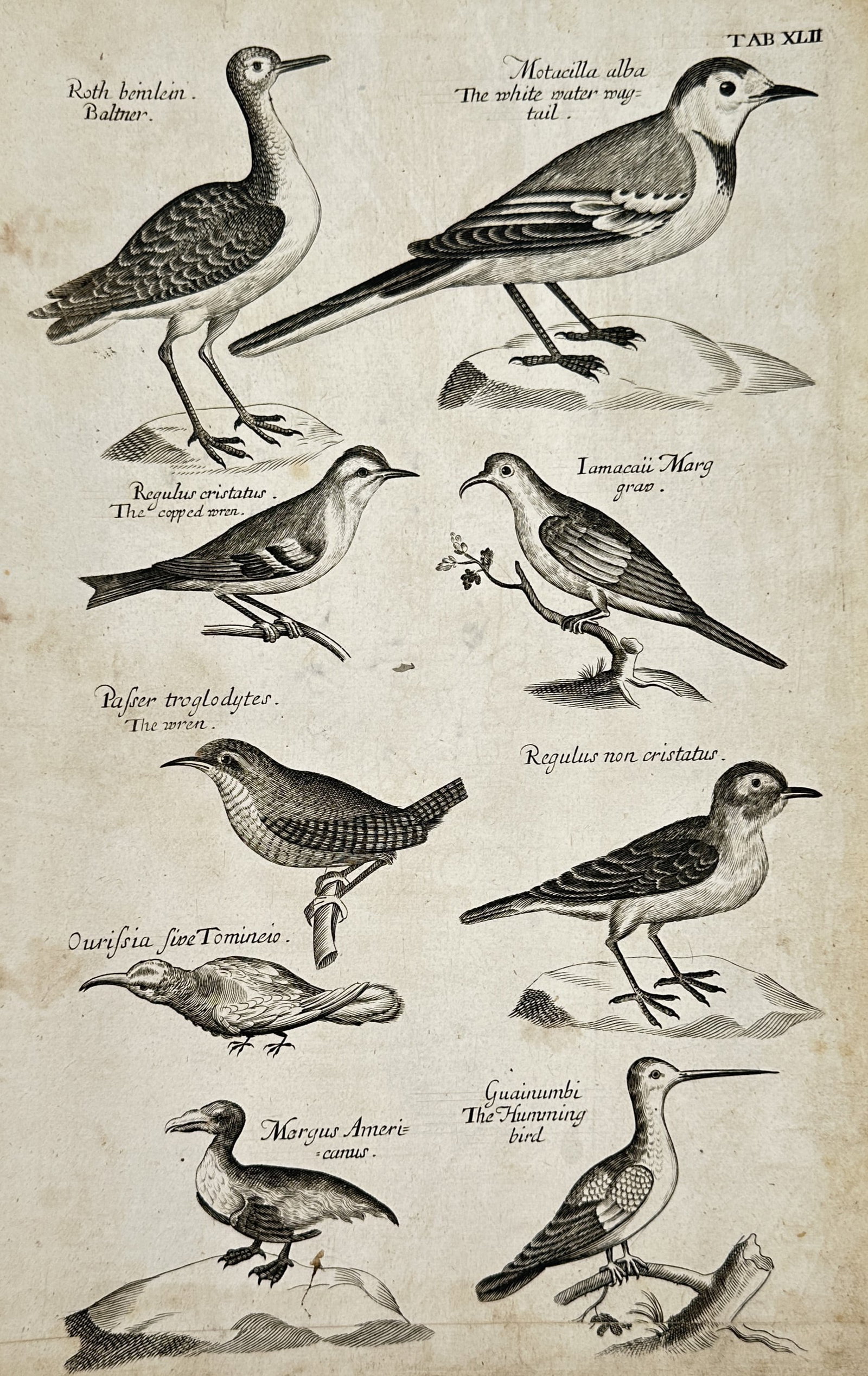 Francis Willughby (1635–1672) – Natural History Study of the White Water Wagtail, Hummingbird (1 of 2)