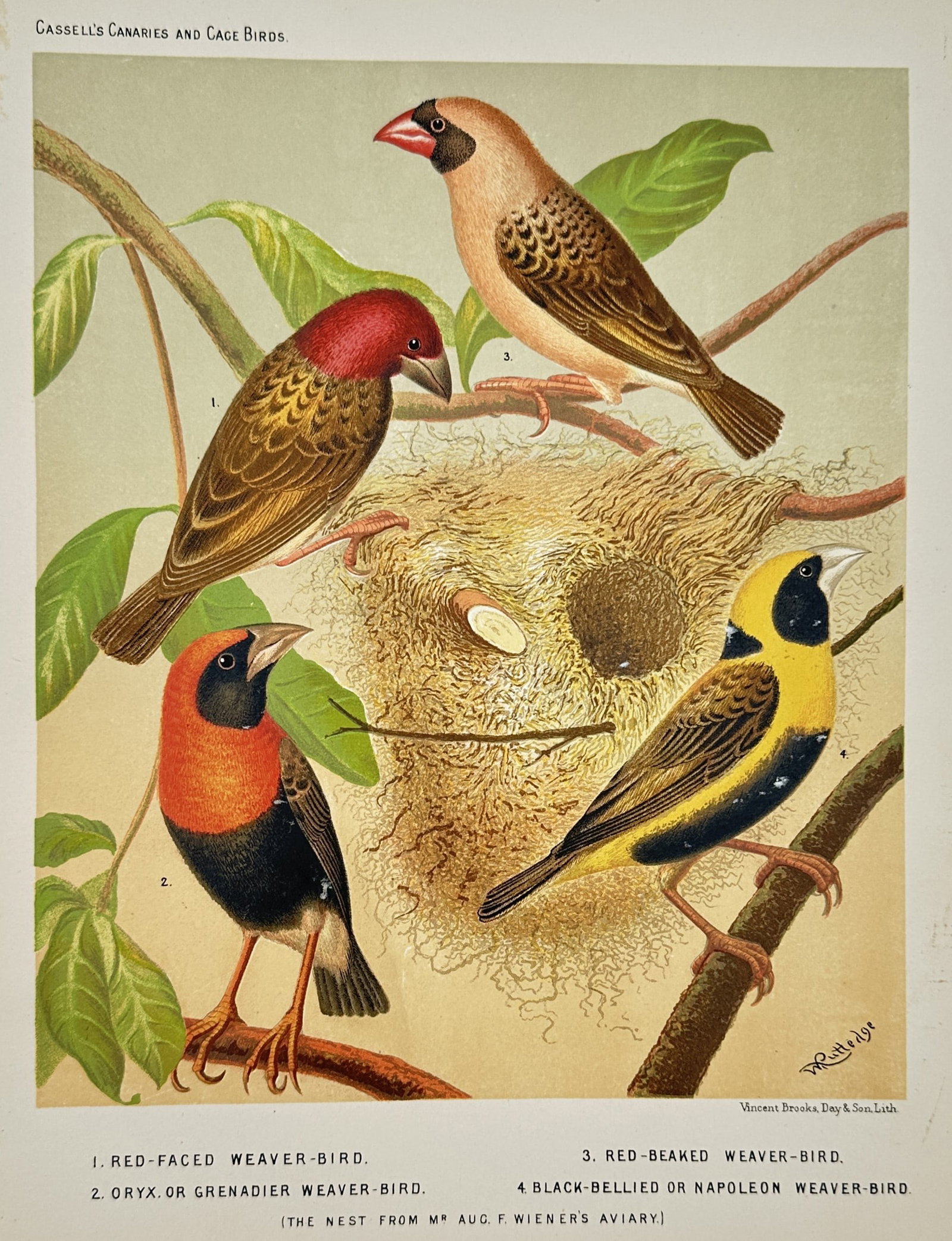 William A. Blakston – Natural History Study of Weaver Birds and Nest – Chromolithograph: "Cassell's Canaries & Cage Birds" features a rich ornithological composition displaying four species of exotic weaver birds arranged around a large, intricately woven grass nest built into a leafy bra