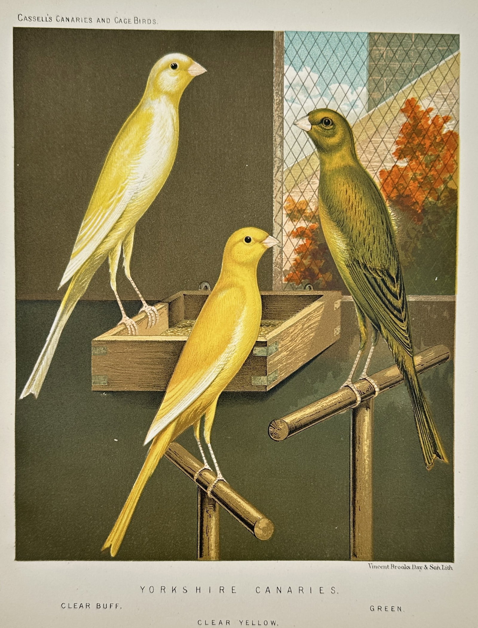 William A. Blakston – Natural History Study of Yorkshire Canaries – Chromolithograph (1 of 2)