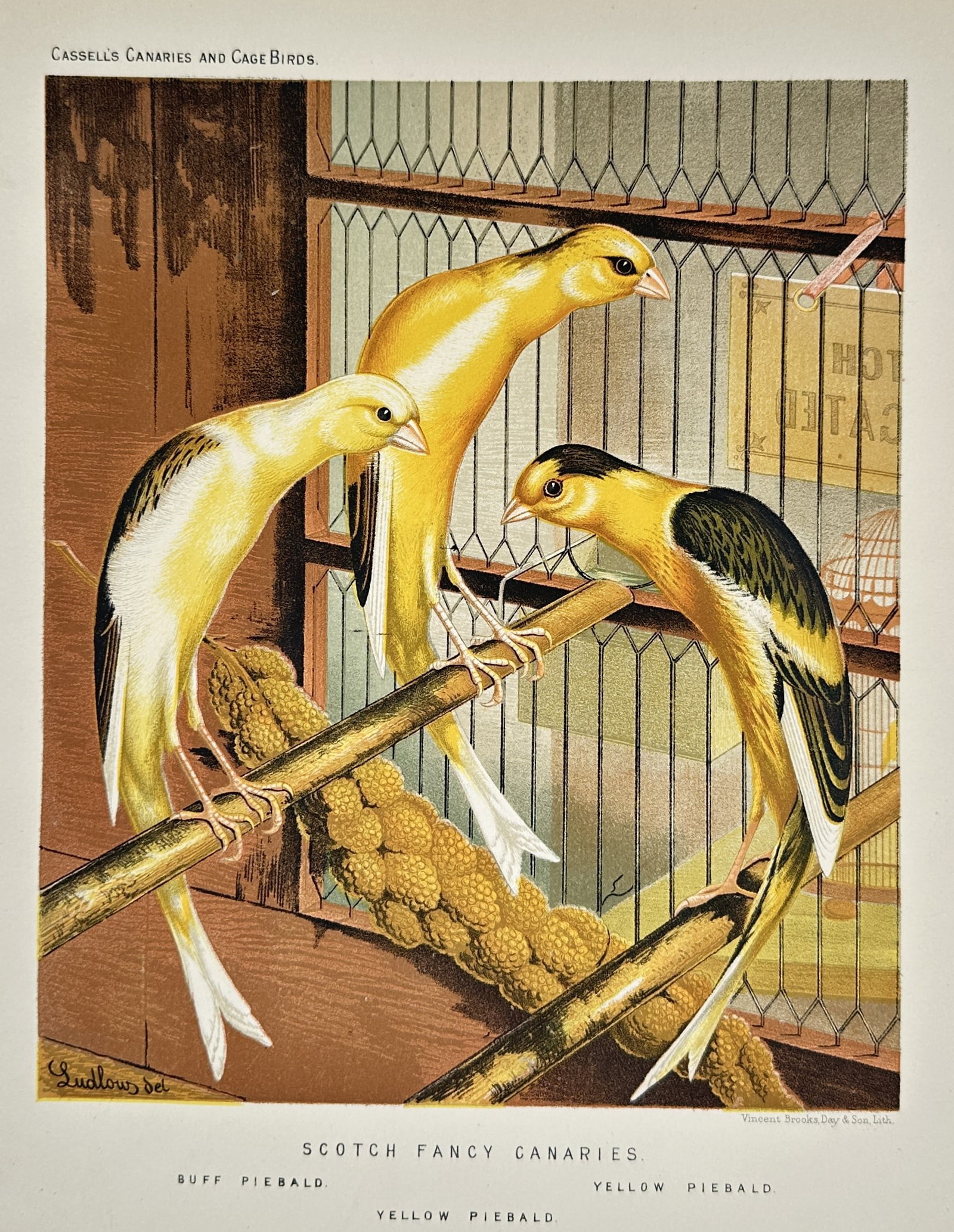 William A. Blakston – Natural History Study of Scotch Fancy Canaries – Chromolithograph (1 of 2)