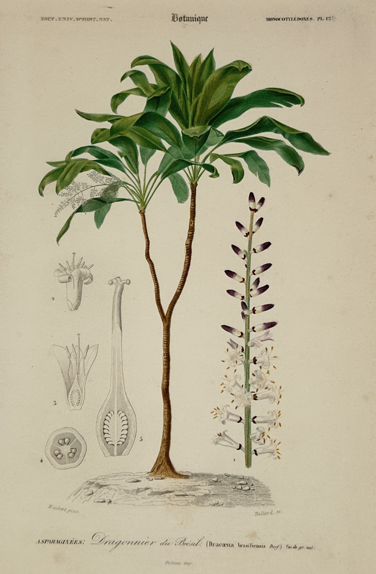 Charles d'Orbigny – Botanical Study of the Dragon Tree – Hand-coloured engraving (1849): "Dragonnier du Brésil" features a detailed scientific botanical plate displaying the structural growth habit and floral anatomy of a Dracaena species. The central illustration depicts the full miniat