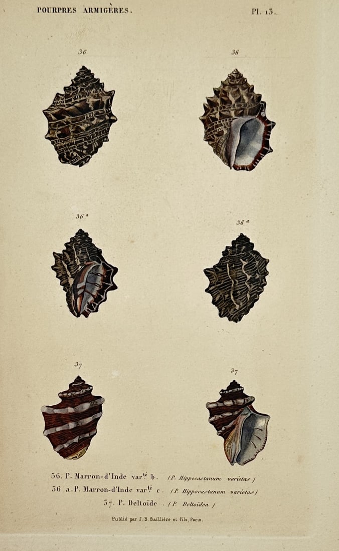 Charles d'Orbigny – Malacological Study of Sea Snails and Shells – Hand-coloured engraving (1 of 2)