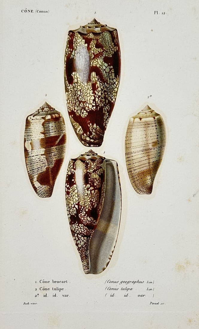 Charles d'Orbigny – Malacological Study of Cone Snails and Shells – Hand-coloured engraving (1 of 2)