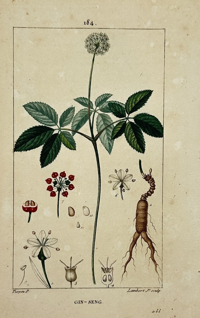 Pierre Jean François Turpin (1775–1840) – Botanical Study of Ginseng – Hand-coloured: "Gin-Seng" features a detailed scientific botanical study of the famous medicinal root Panax ginseng, set inside a fine linear border on a pale paper ground. The central composition depicts the slende
