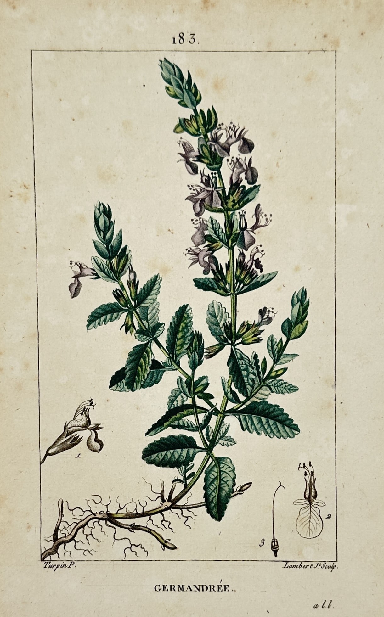 Pierre Jean François Turpin (1775–1840) – Botanical Study of Wall Germander: "Germandrée" features a detailed scientific botanical study of the perennial herb Teucrium chamaedrys, commonly known as wall germander, set inside a fine linear border on a pale paper ground. The ce