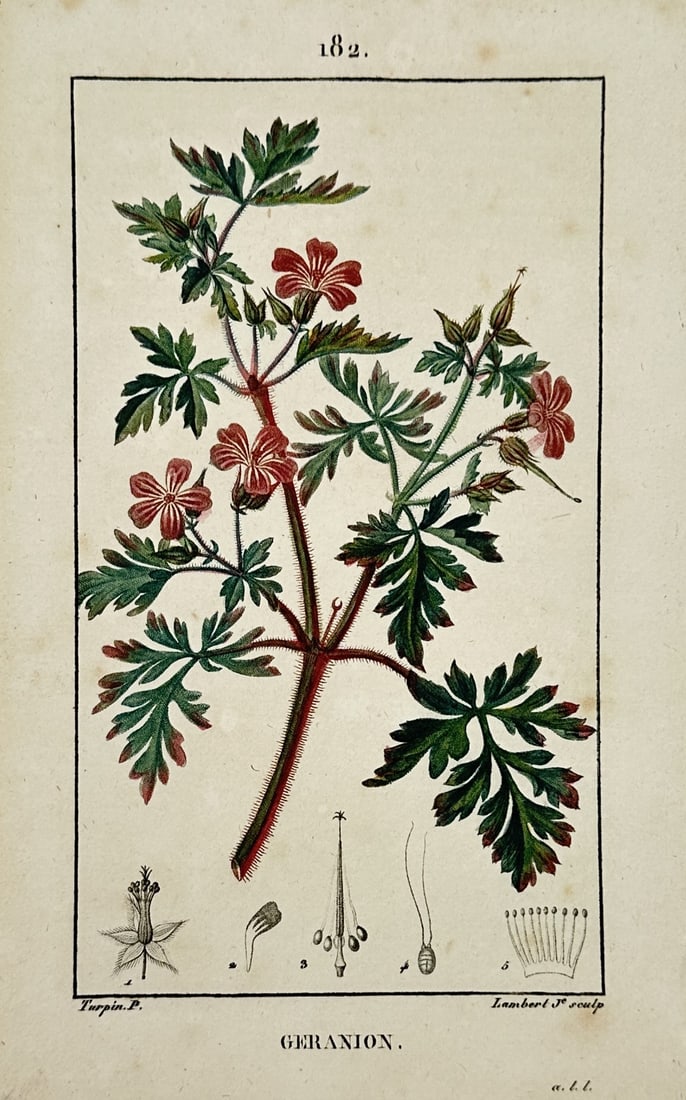 Pierre Jean François Turpin (1775–1840) – Botanical Study of Herb Robert Geranium (1 of 2)