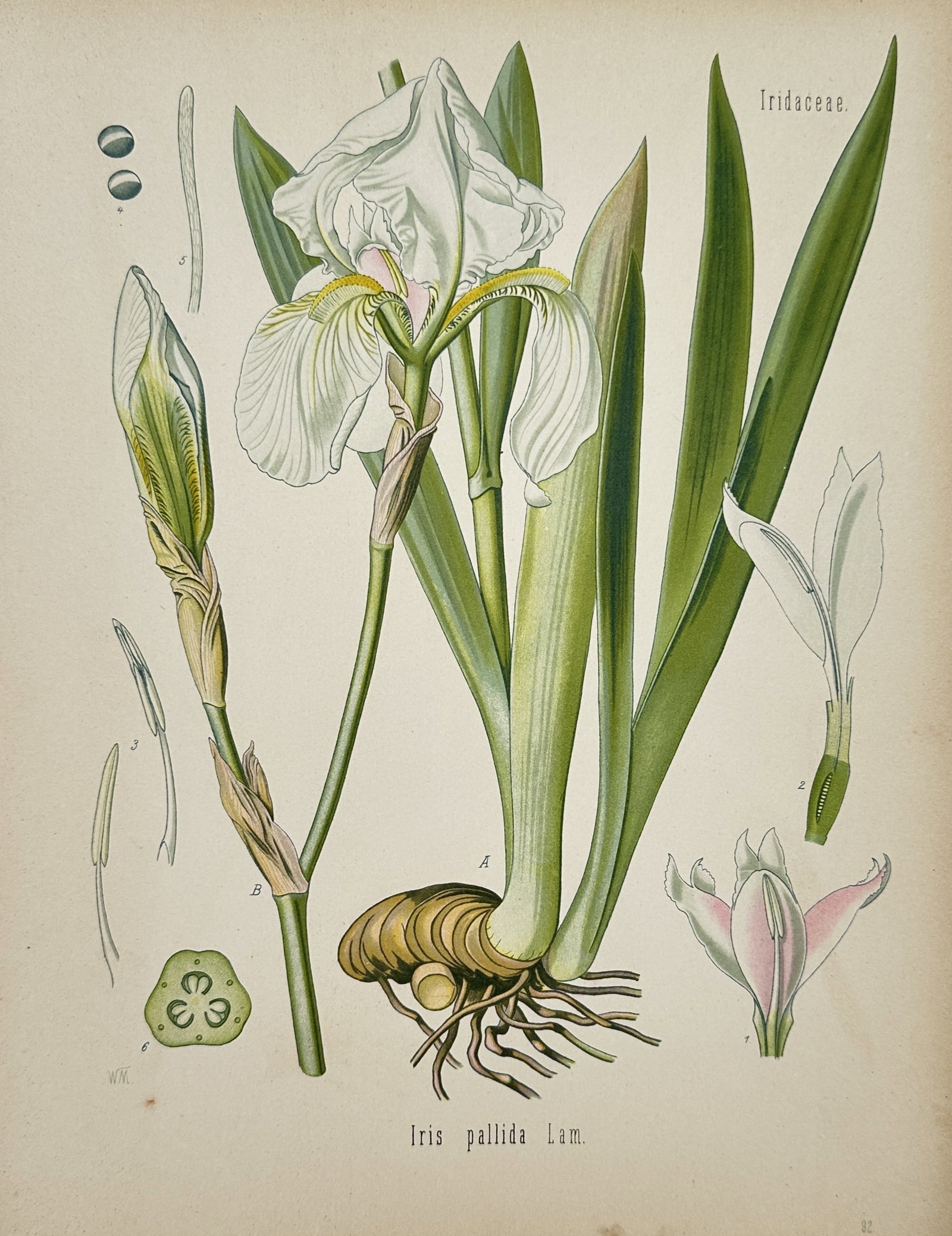 Hermann Adolph Köhler (1834–1879) – Botanical Study of the Dalmatian Iris – Chromolithograph: "Iris pallida Lam." features a highly detailed, scientific botanical plate displaying the complete anatomy and floral morphology of the Dalmatian iris, set against a soft cream paper background. The c