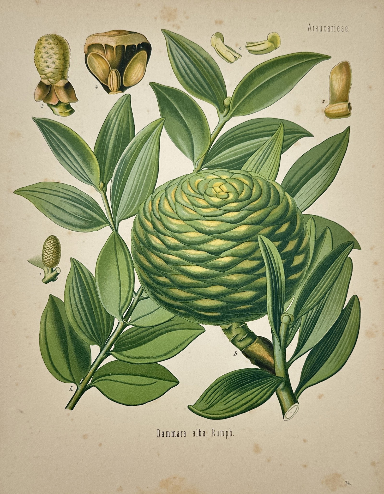 Hermann Adolph Köhler (1834–1879) – Botanical Study of the White Dammar Pine (1 of 2)