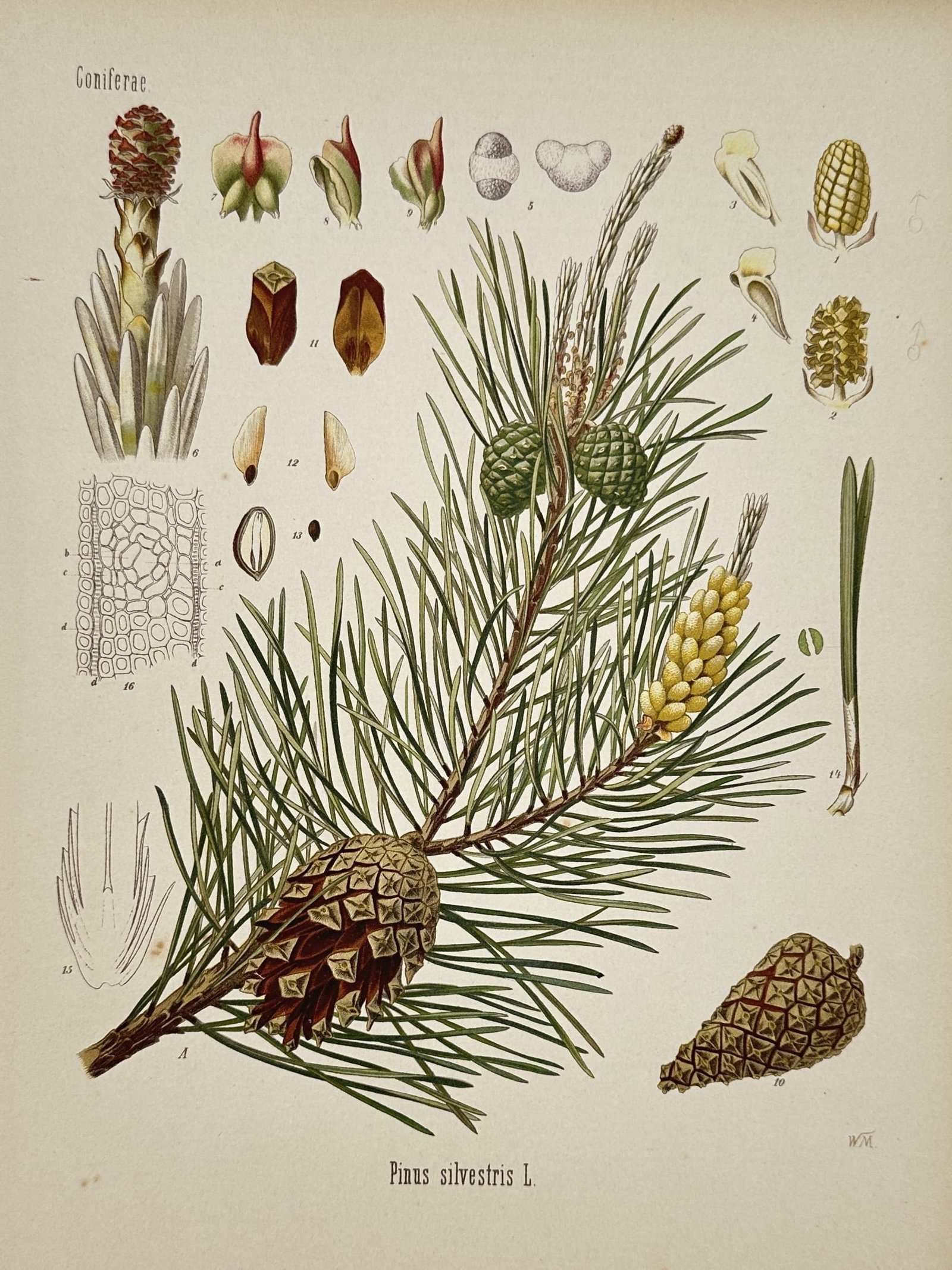 Hermann Adolph Köhler (1834–1879) – Botanical Study of the Scots Pine – Chromolithograph (1 of 2)