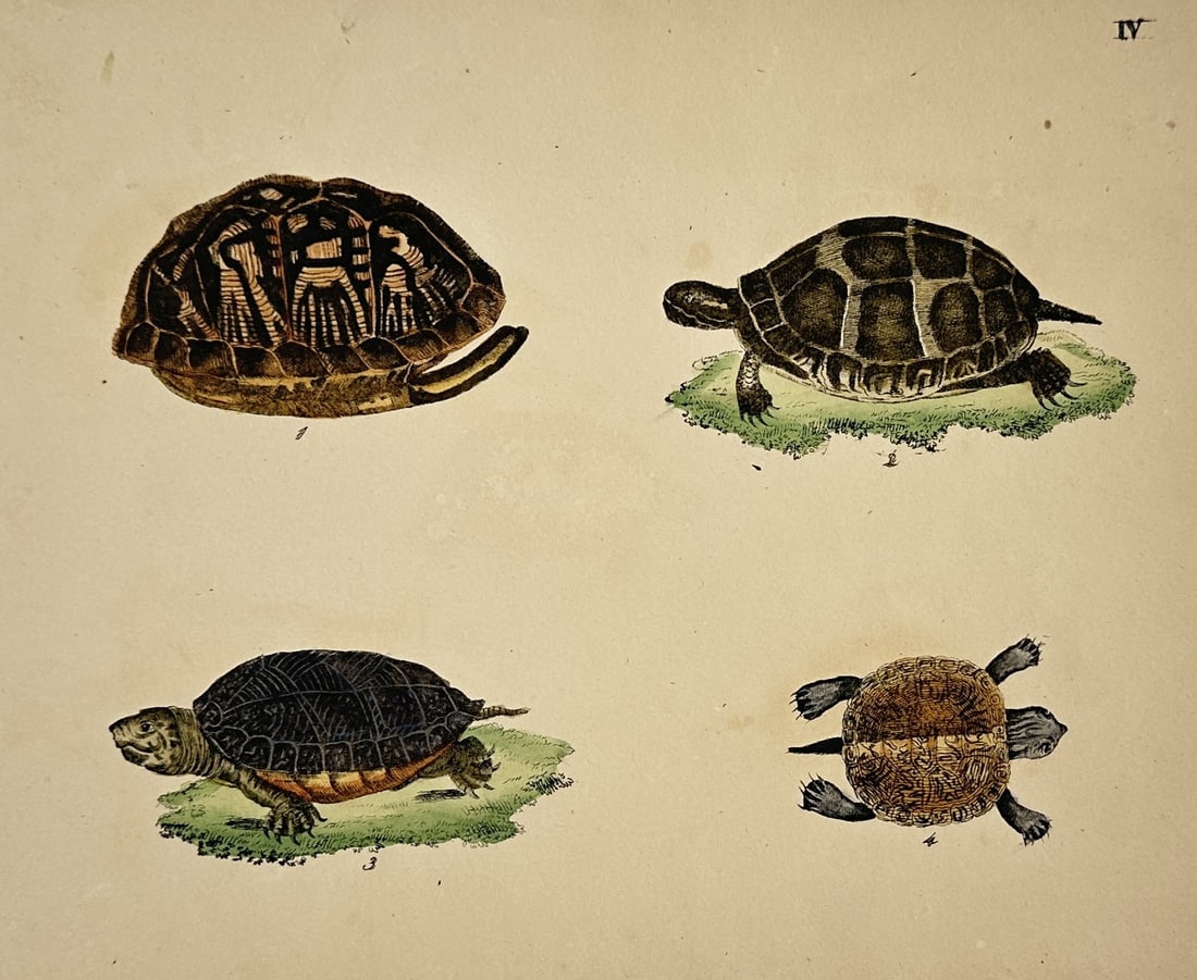 Friedrich Johann Justin Bertuch – Natural History Study of Turtles and Tortoises (1 of 2)