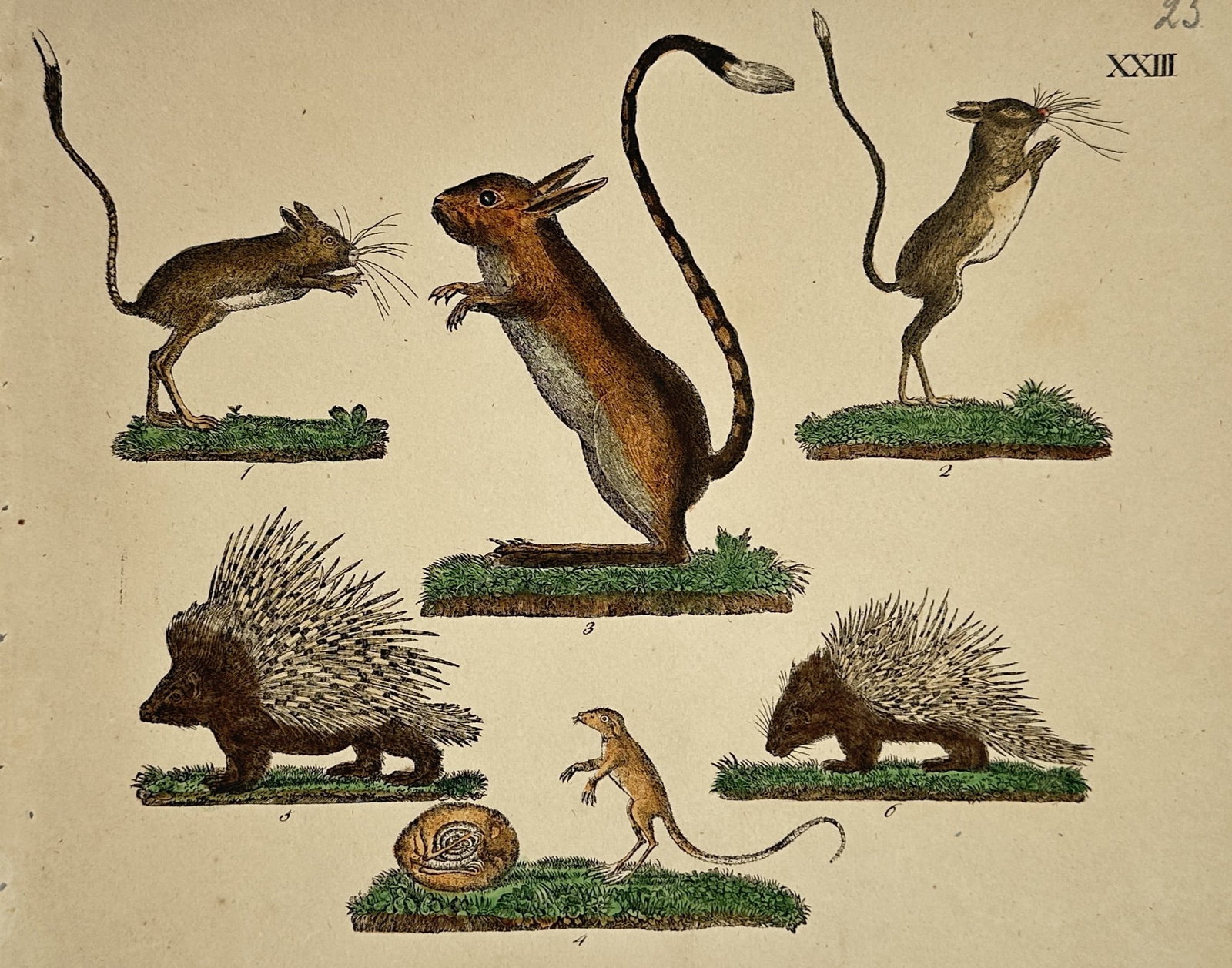 Friedrich Johann Justin Bertuch – Natural History Study of Jerboas and Porcupines (1 of 2)