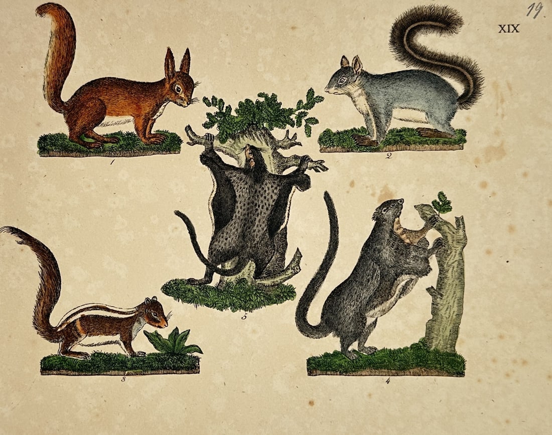 Friedrich Johann Justin Bertuch – Natural History Study of Squirrels and Flying Mammals (1 of 2)