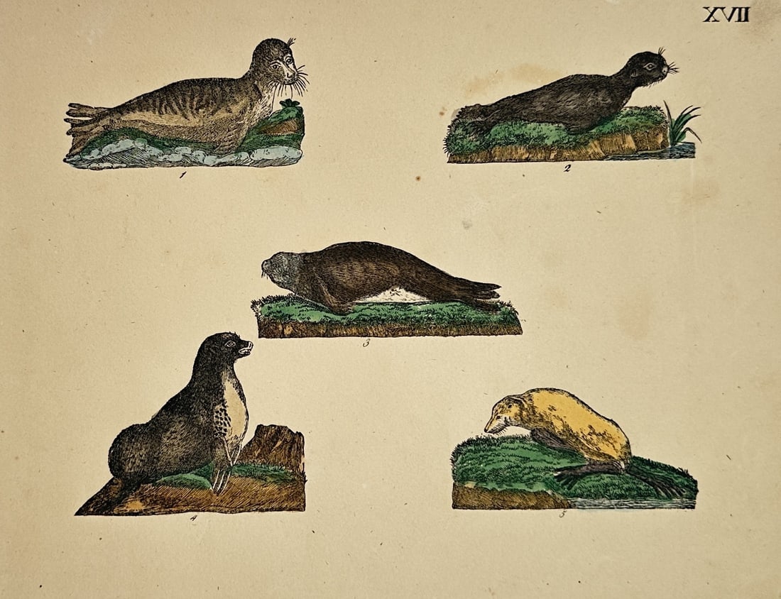 Friedrich Johann Justin Bertuch – Natural History Study of Seals and Pinnipeds (1 of 2)