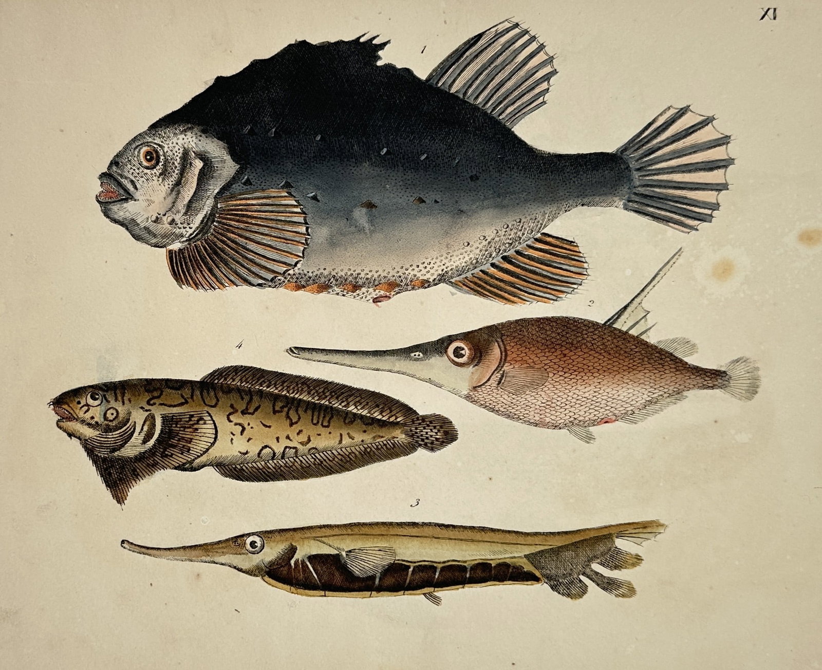 Friedrich Johann Justin Bertuch – Natural History Study of Exotic Fish Species: The work features a detailed scientific zoological plate from an educational children's encyclopedia displaying four distinct species of fish arranged horizontally across a pale cream background. The 