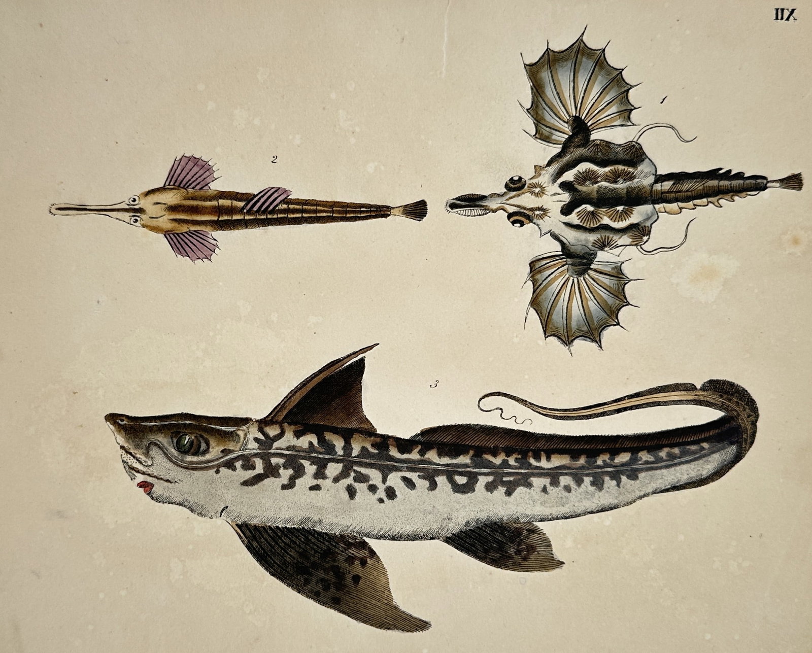 Friedrich Johann Justin Bertuch – Natural History Study of Deep Sea Fish and Chimaera: The work features a detailed scientific zoological plate from an educational children's encyclopedia displaying three unusual or deep-sea fish species arranged across a pale cream background. The uppe
