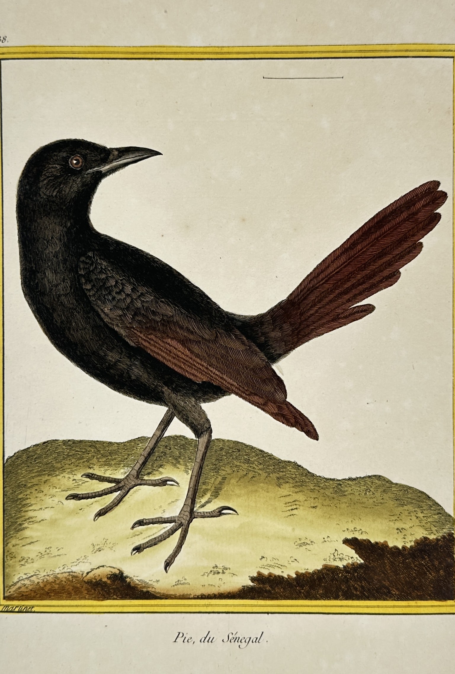 François-Nicolas Martinet – Piapiac or Senegal Magpie – Hand-coloured engraving (circa 1780): The work features a detailed scientific ornithological study of a piapiac, historically known as the Senegal magpie, set inside a bold yellow linear border on a pale paper ground. The composition depi