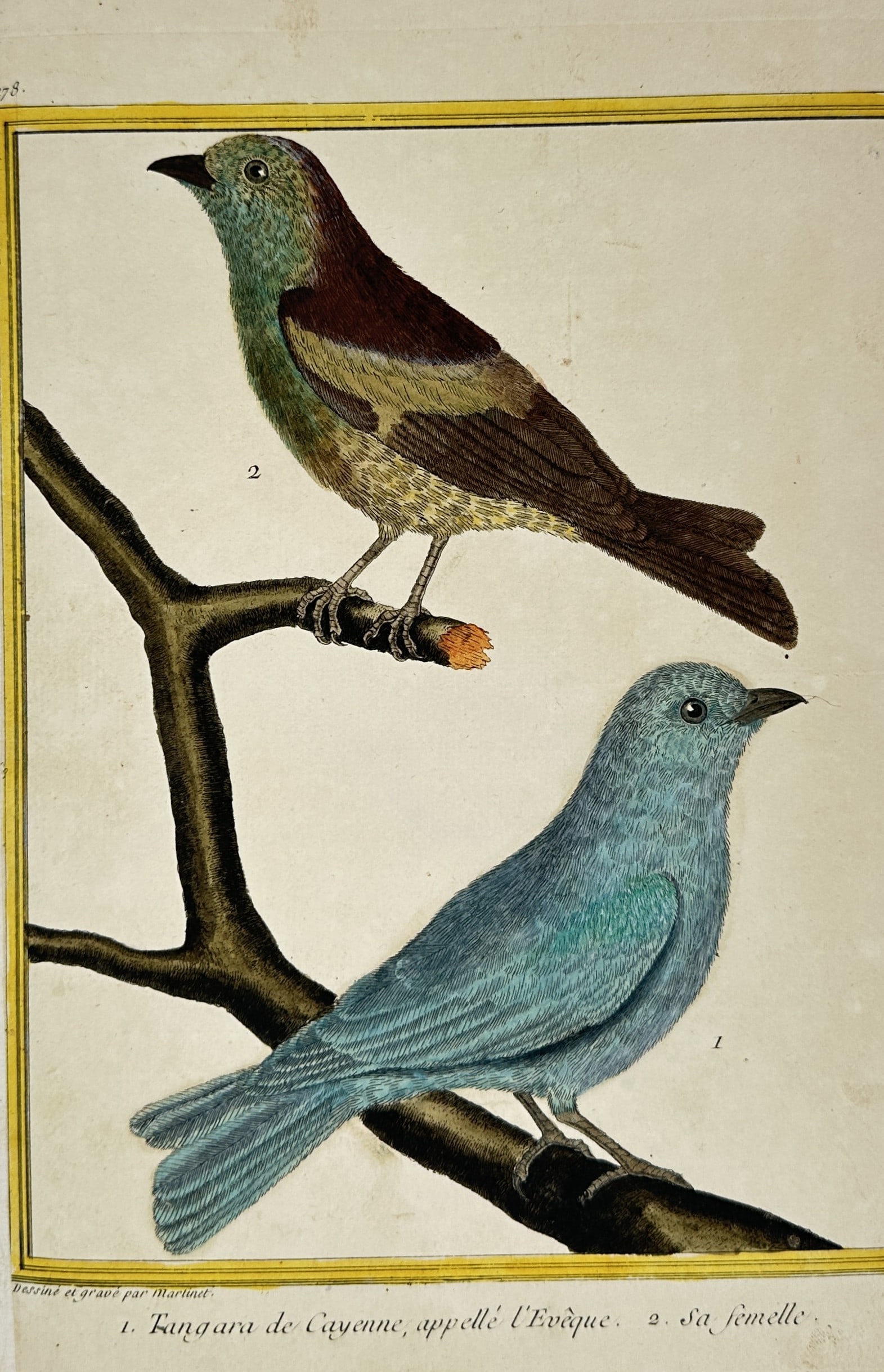 François-Nicolas Martinet – Tangara de Cayenne, appelé l'Évêque – Hand-coloured engraving (1 of 3)