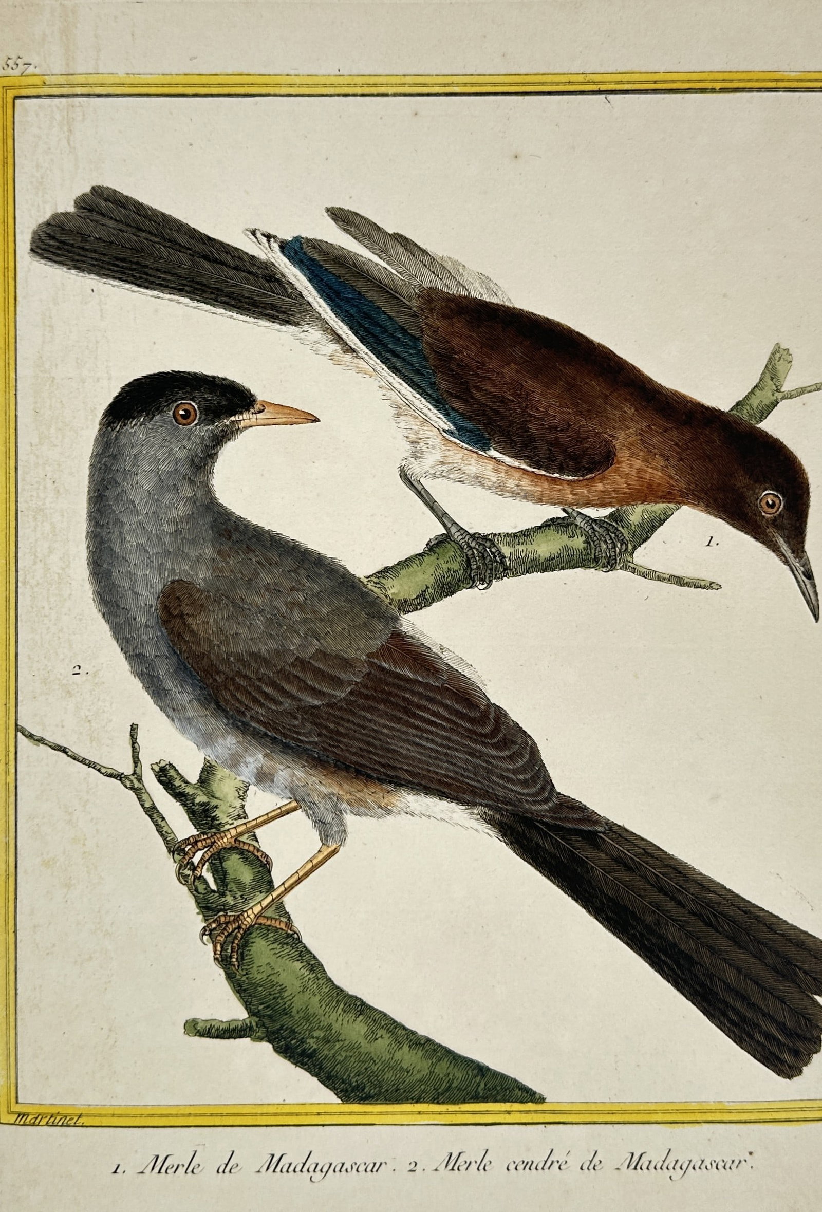 François-Nicolas Martinet – Merle de Madagascar – Hand-coloured engraving (circa 1780) (1 of 2)