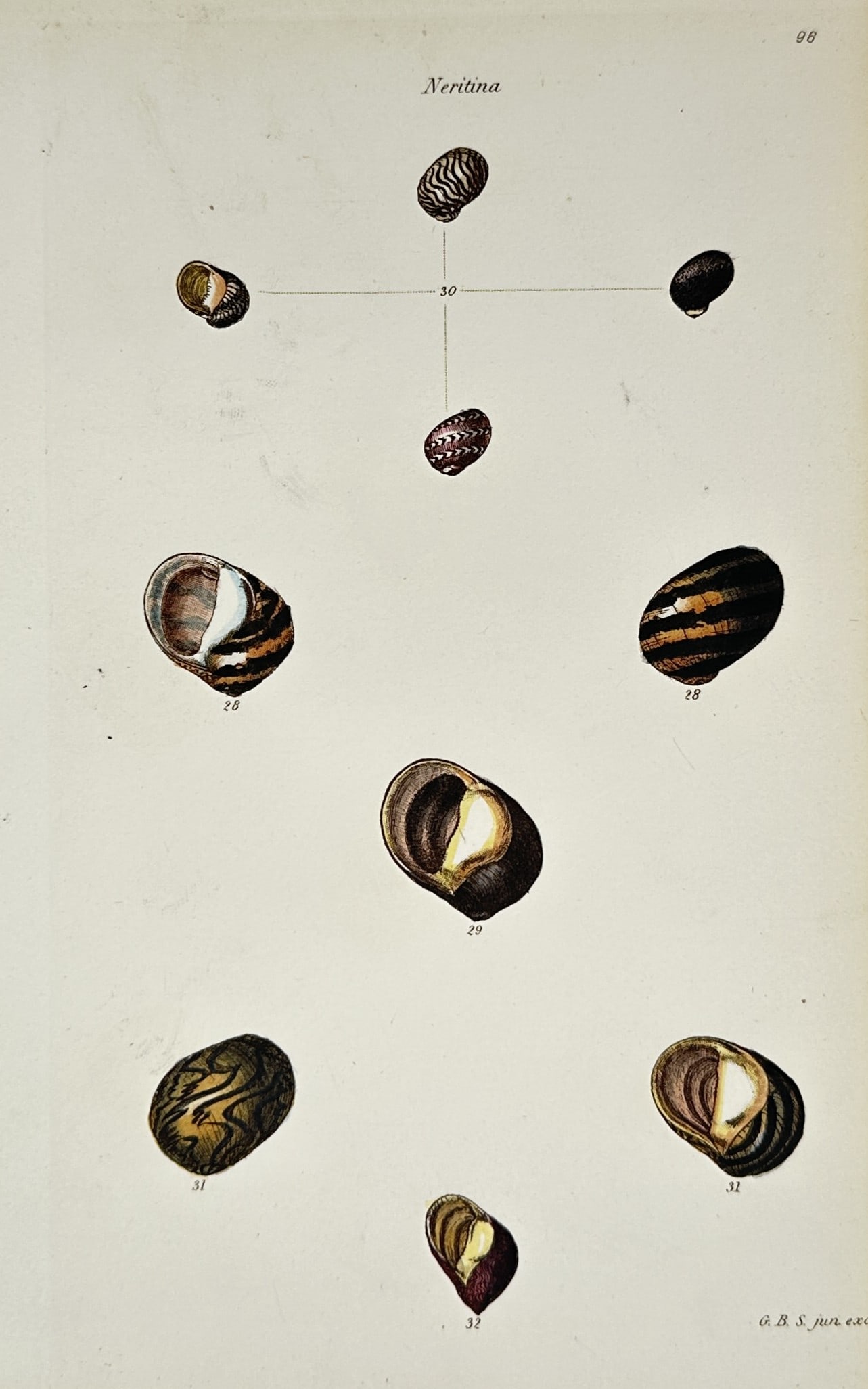 George Brettingham Sowerby II – Malacological Study of Neritina Sea Snails: The work features a detailed scientific malacological plate displaying ten marine and freshwater gastropod shells from the genus Neritina arranged symmetrically across a neutral cream background. The 