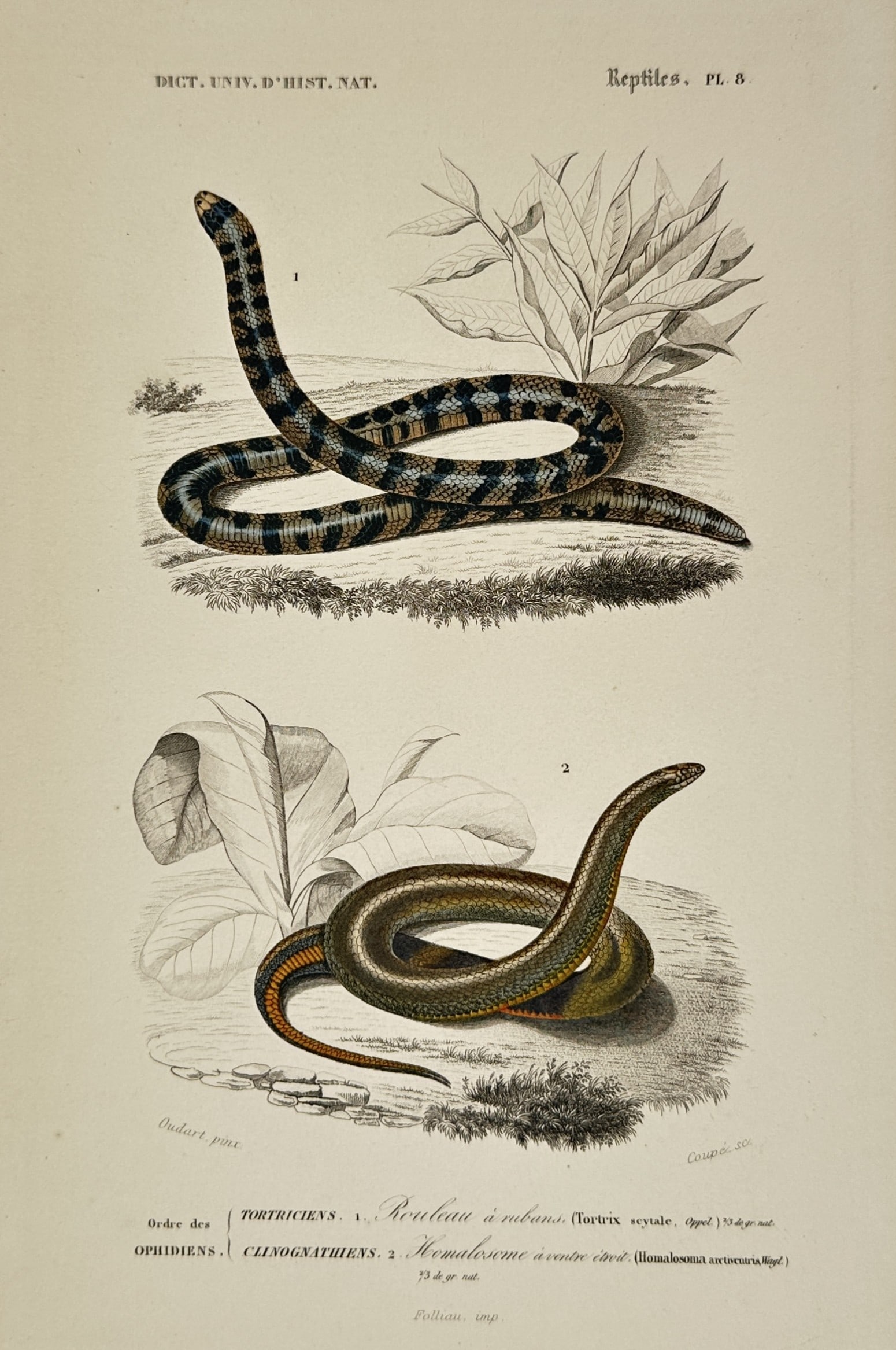 Charles d'Orbigny – Herpetological Study of Exotic Snakes – Hand-coloured engraving (1849) (1 of 2)