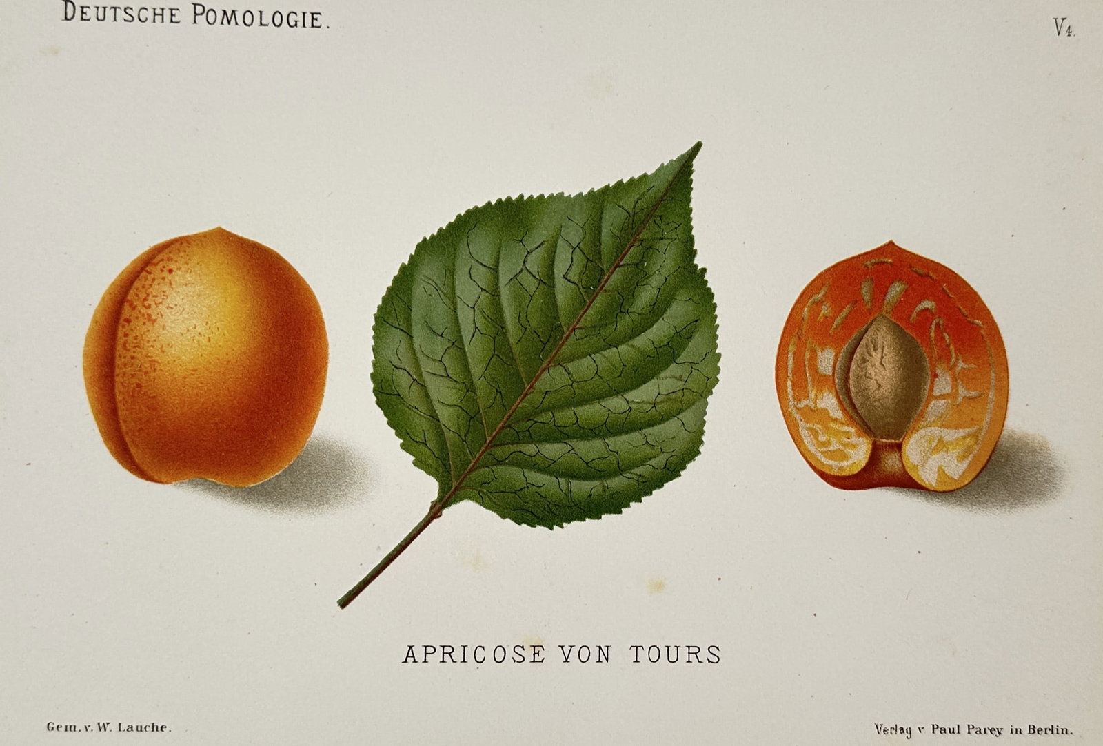 Wilhelm Lauche – Pomological Study of the Tours Apricot – Chromolithograph (1882) (1 of 2)