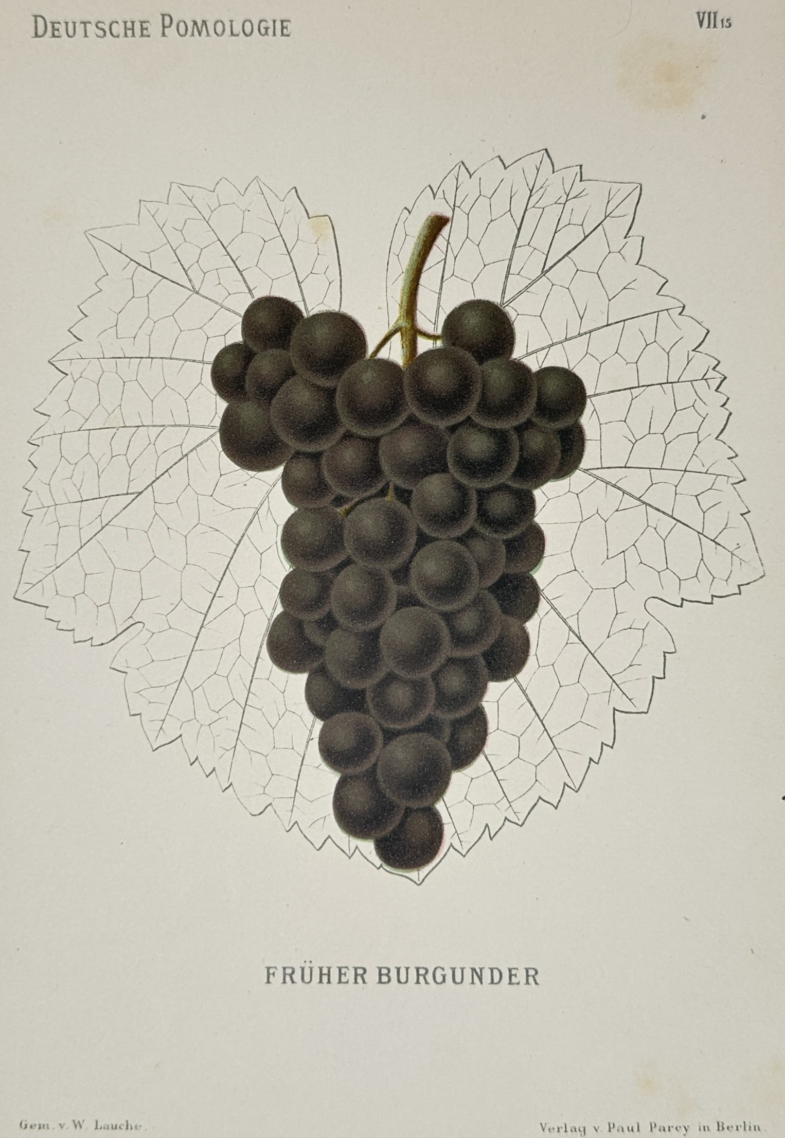 Wilhelm Lauche – Pomological Study of the Früher Burgunder Grape – Chromolithograph (1882) (1 of 2)