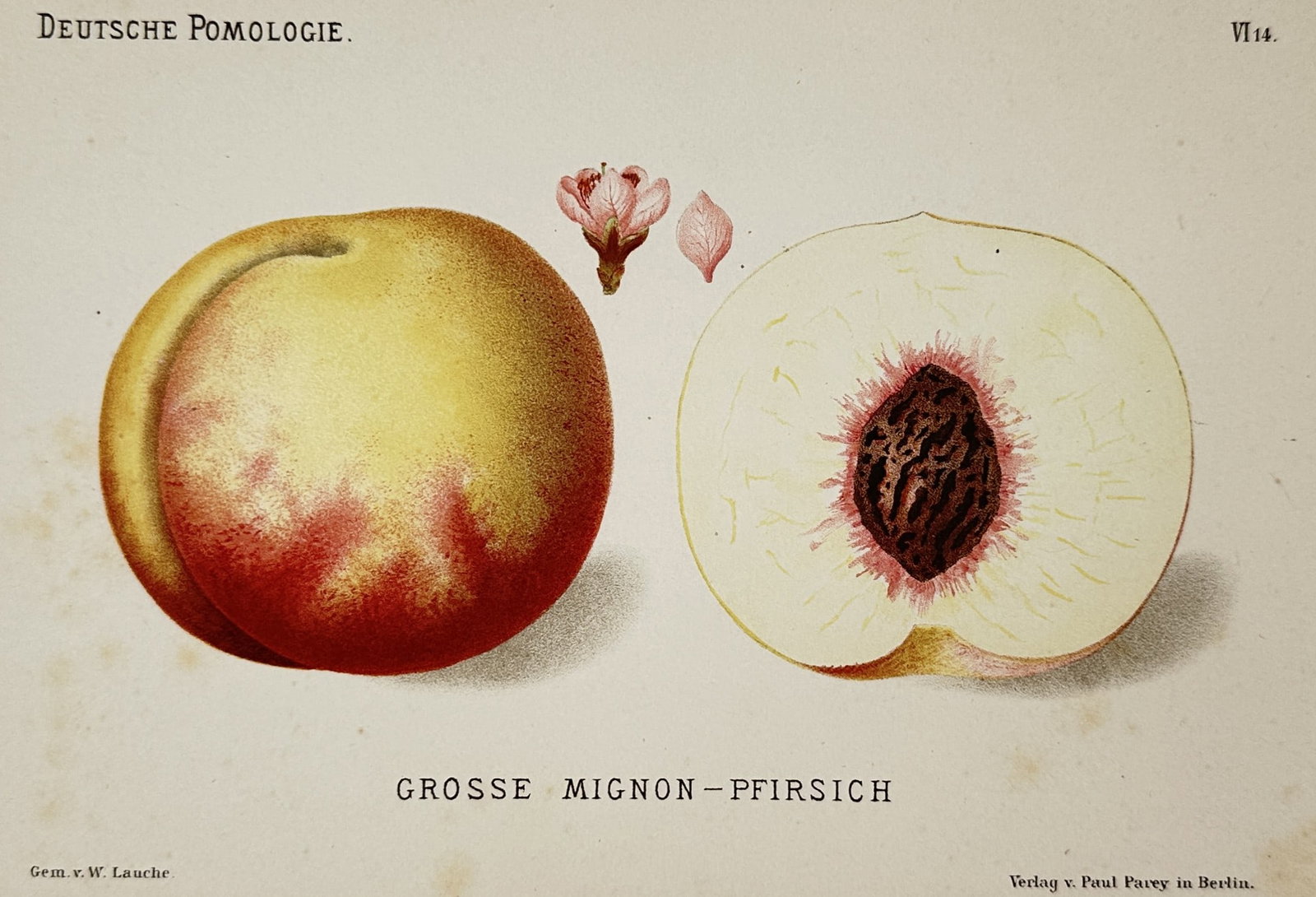 Wilhelm Lauche – Pomological Study of the Grosse Mignon Peach – Chromolithograph (1882) (1 of 2)