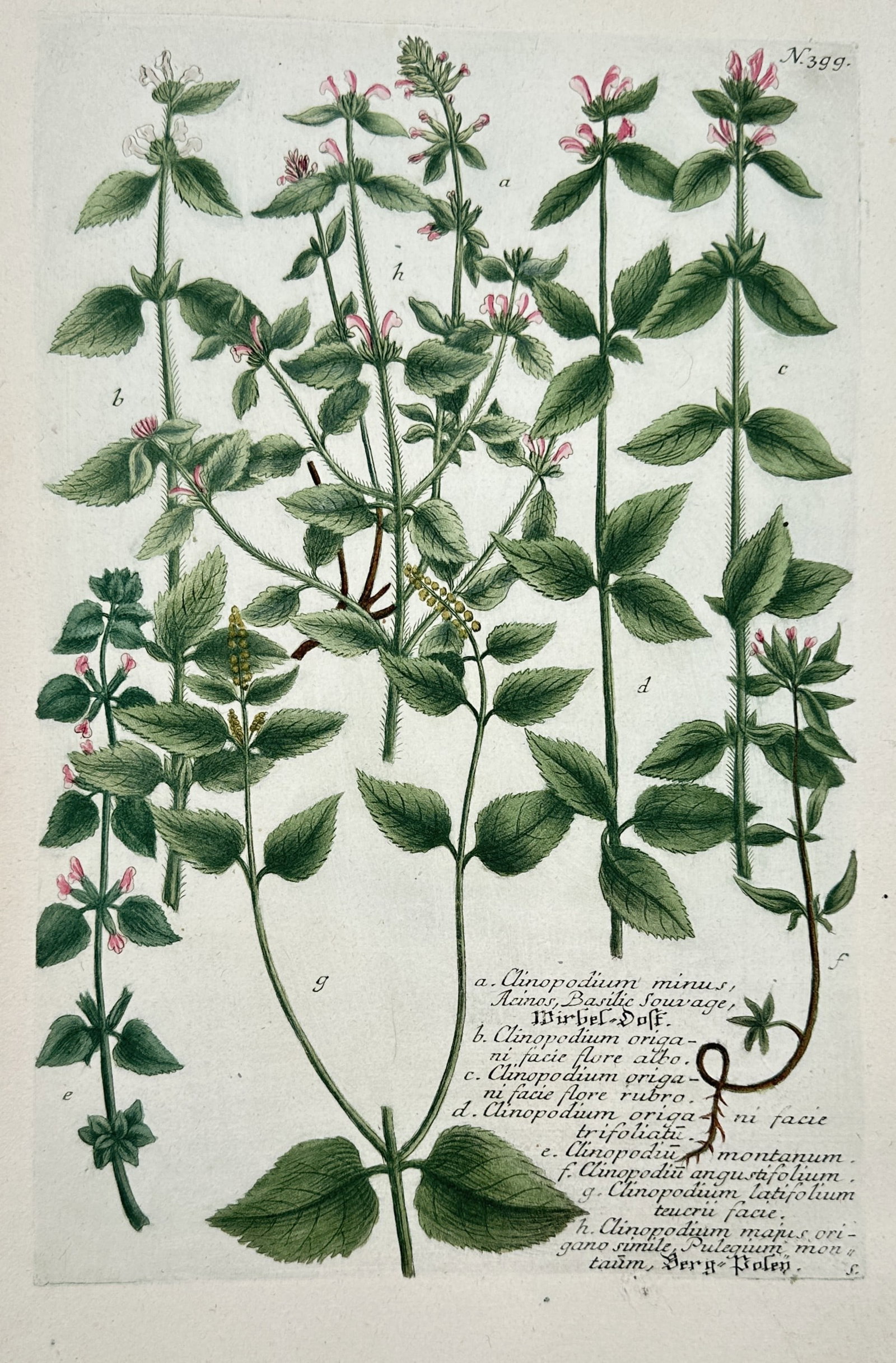 Johann Wilhelm Weinmann – Botanical Study of Clinopodium Wild Basil Species: The work features a complex, beautifully detailed scientific botanical plate displaying eight distinct varieties and species of wild basil and calamint from the genus Clinopodium, set against a pale c