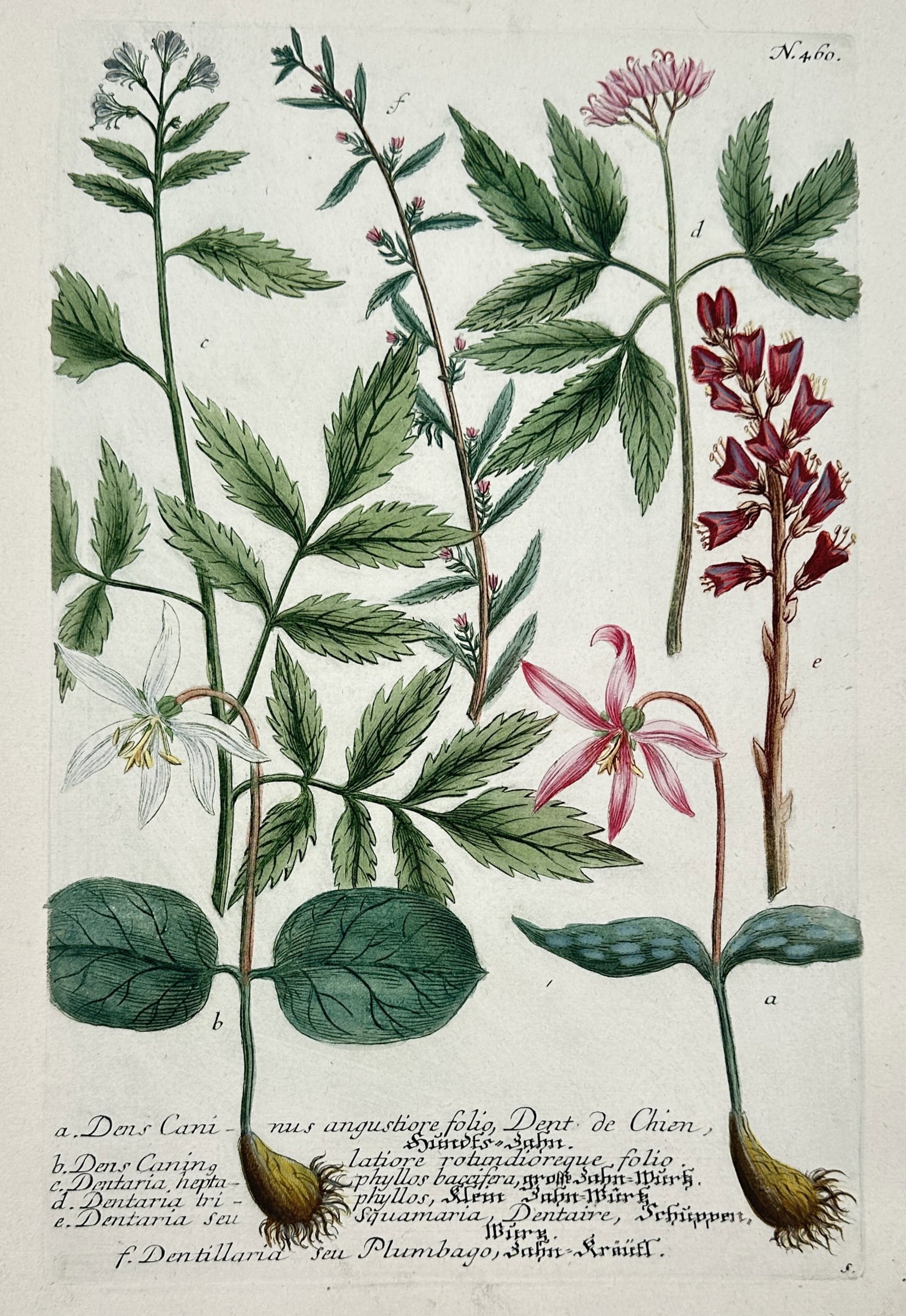 Johann Wilhelm Weinmann – Botanical Study of Erythronium and Dentaria Species: The work features a complex, beautifully detailed scientific botanical plate displaying several varieties of flowering plants including dog's-tooth violet species from the genus Erythronium and toothw