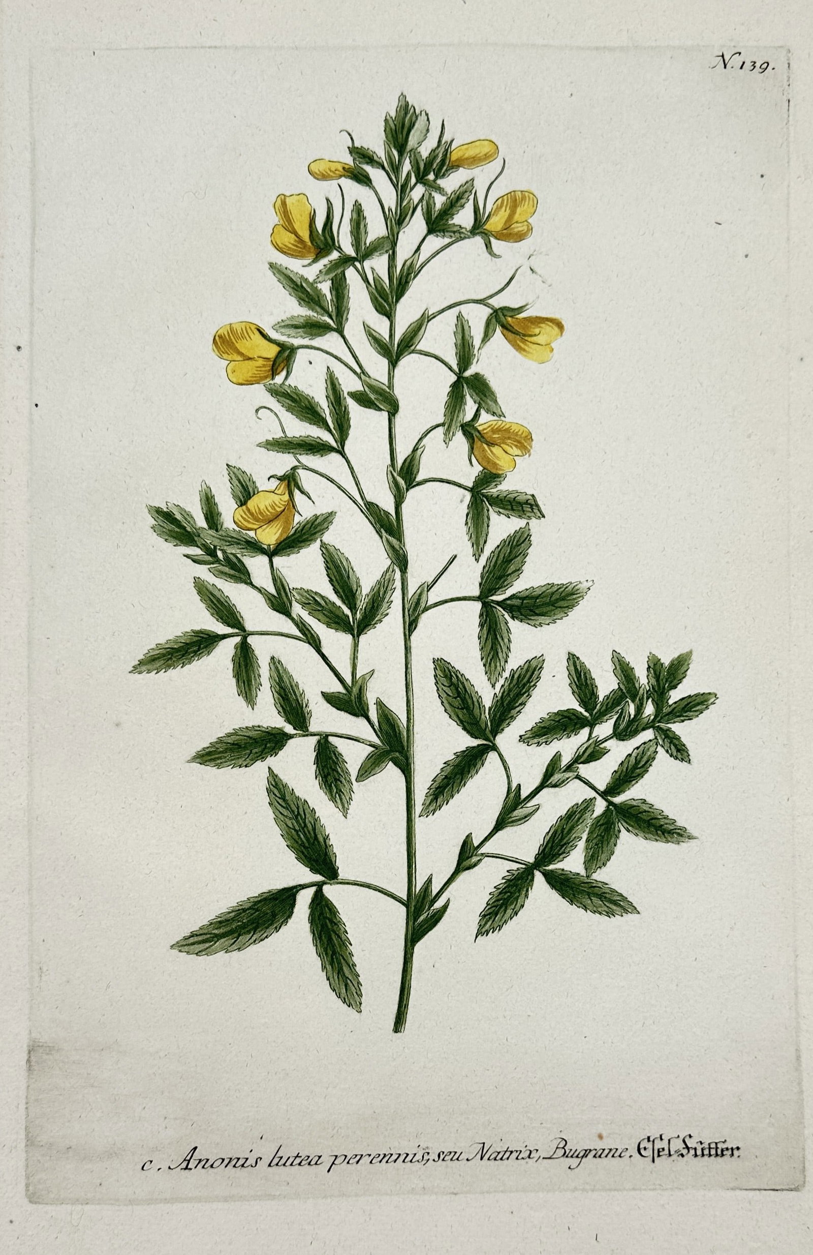 Johann Wilhelm Weinmann – Botanical Study of Yellow Restharrow Ononis Species: The work features a beautifully detailed scientific botanical plate displaying a yellow restharrow plant from the genus Ononis, set against a pale cream background. The central composition depicts a s