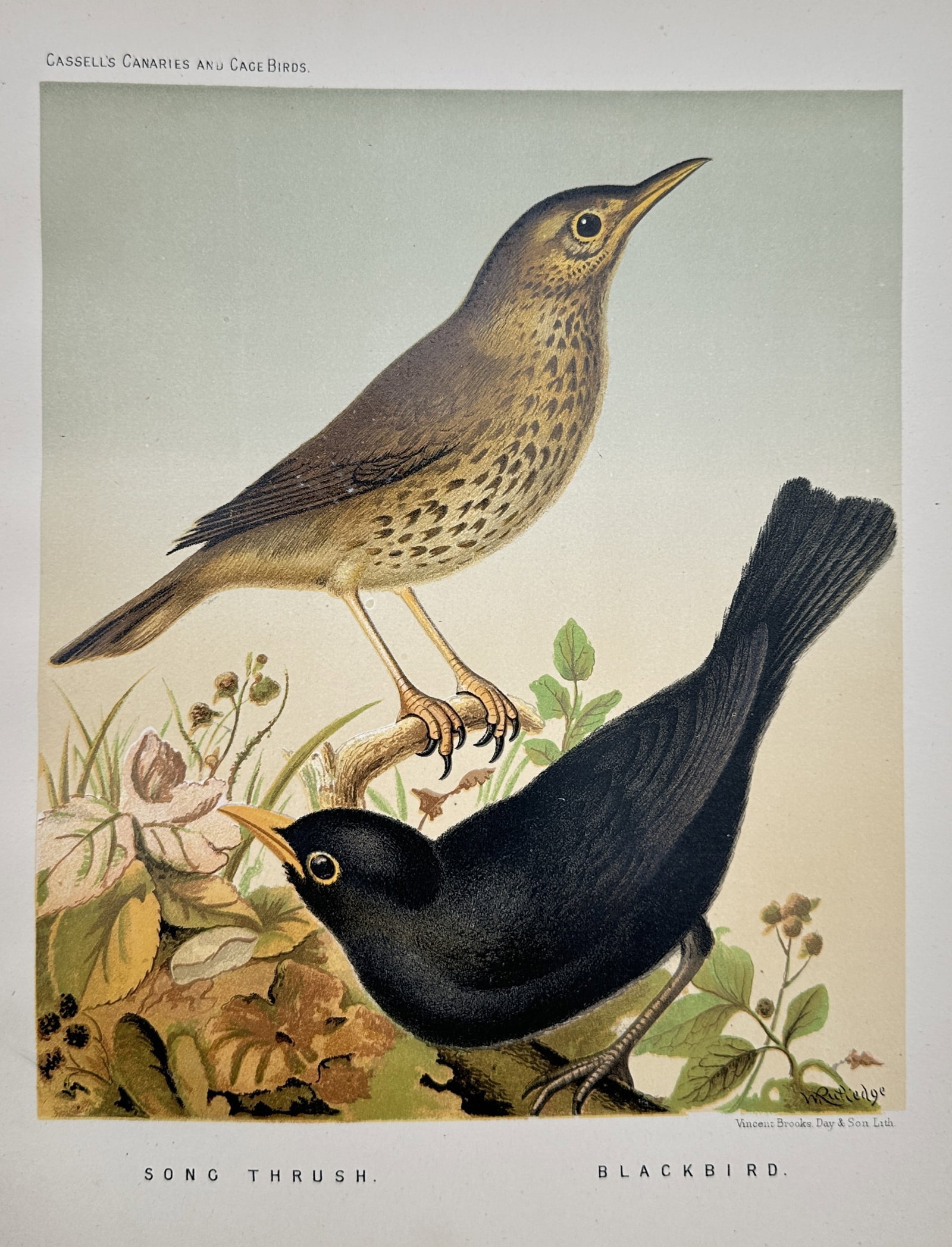 Joseph Williamson Ludlow (1840–1916) – Song Thrush, Blackbird – Chromolithograph (circa 1878) (1 of 2)